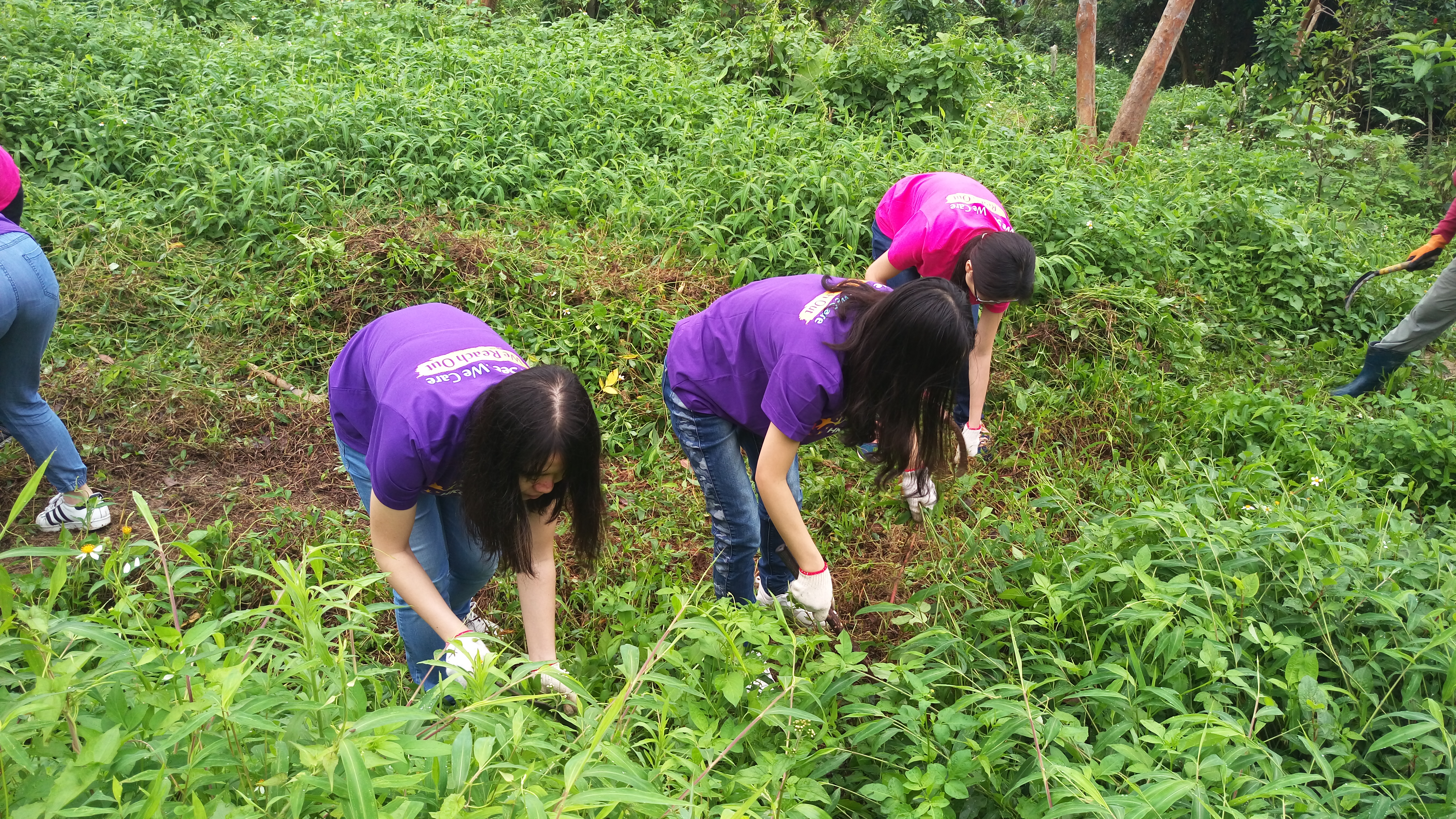 Weeding to protect the plants in the Reserve