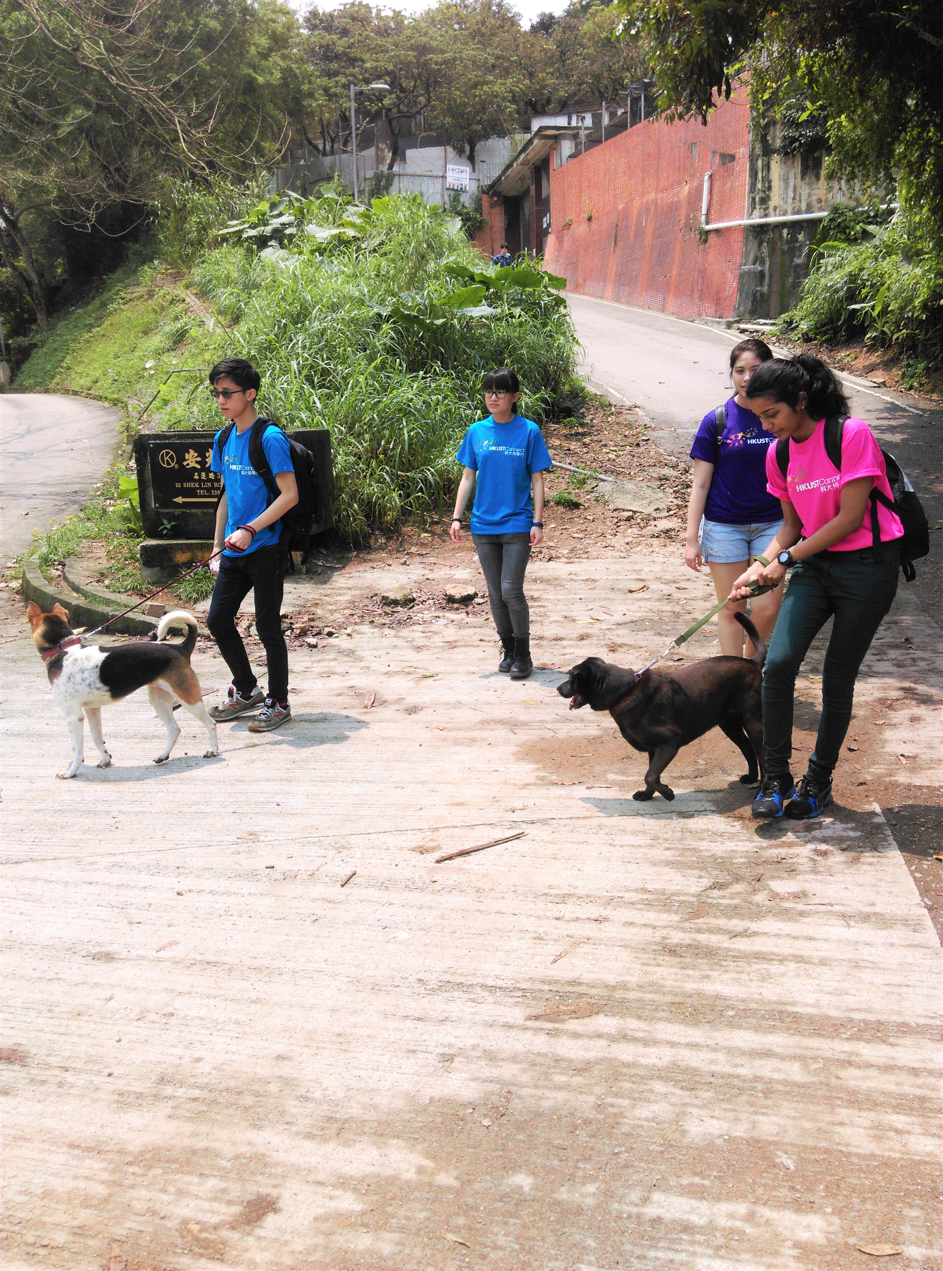 Volunteers walking with dogs side by side