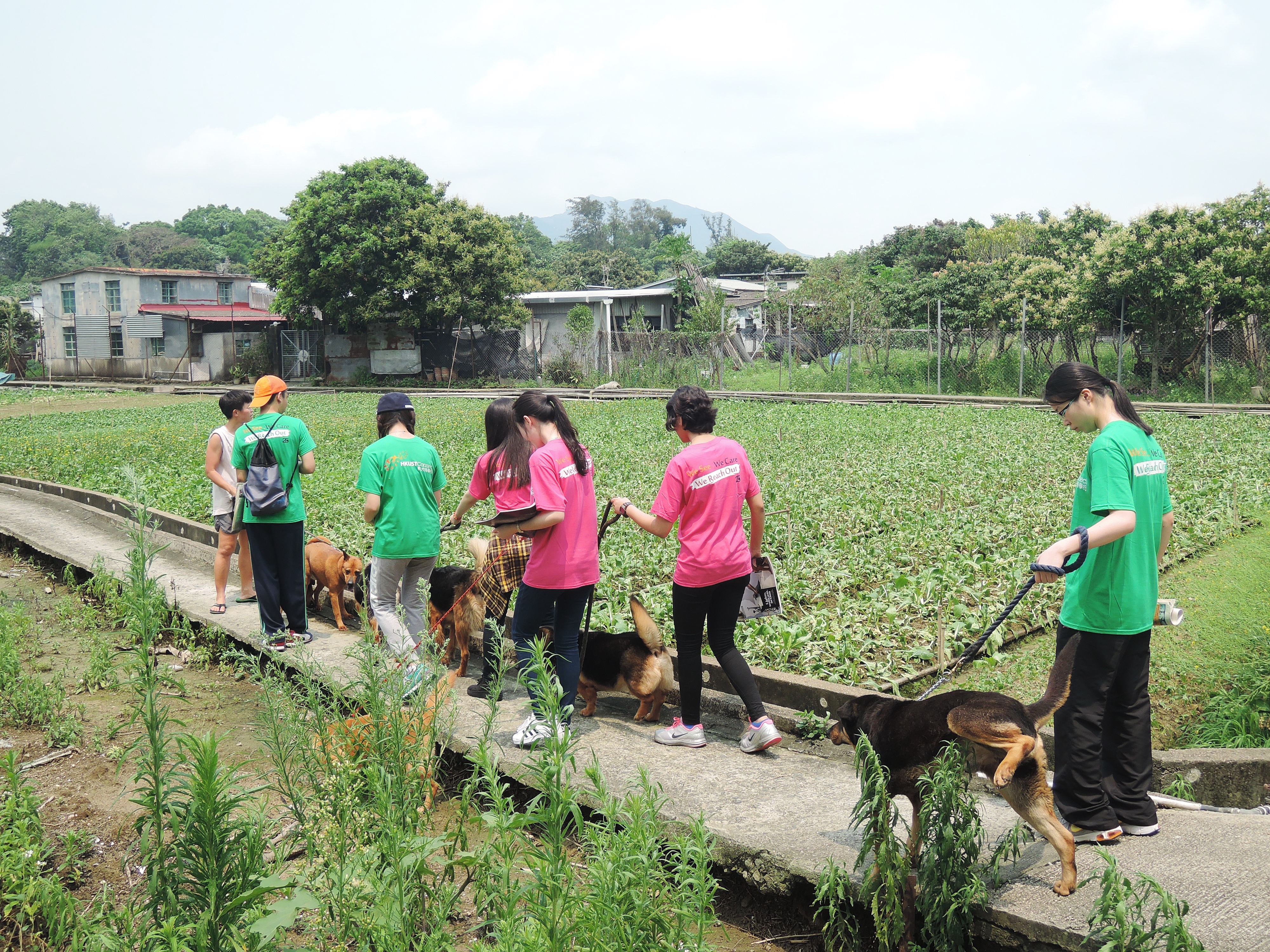 Volunteers having a walk with the dogs