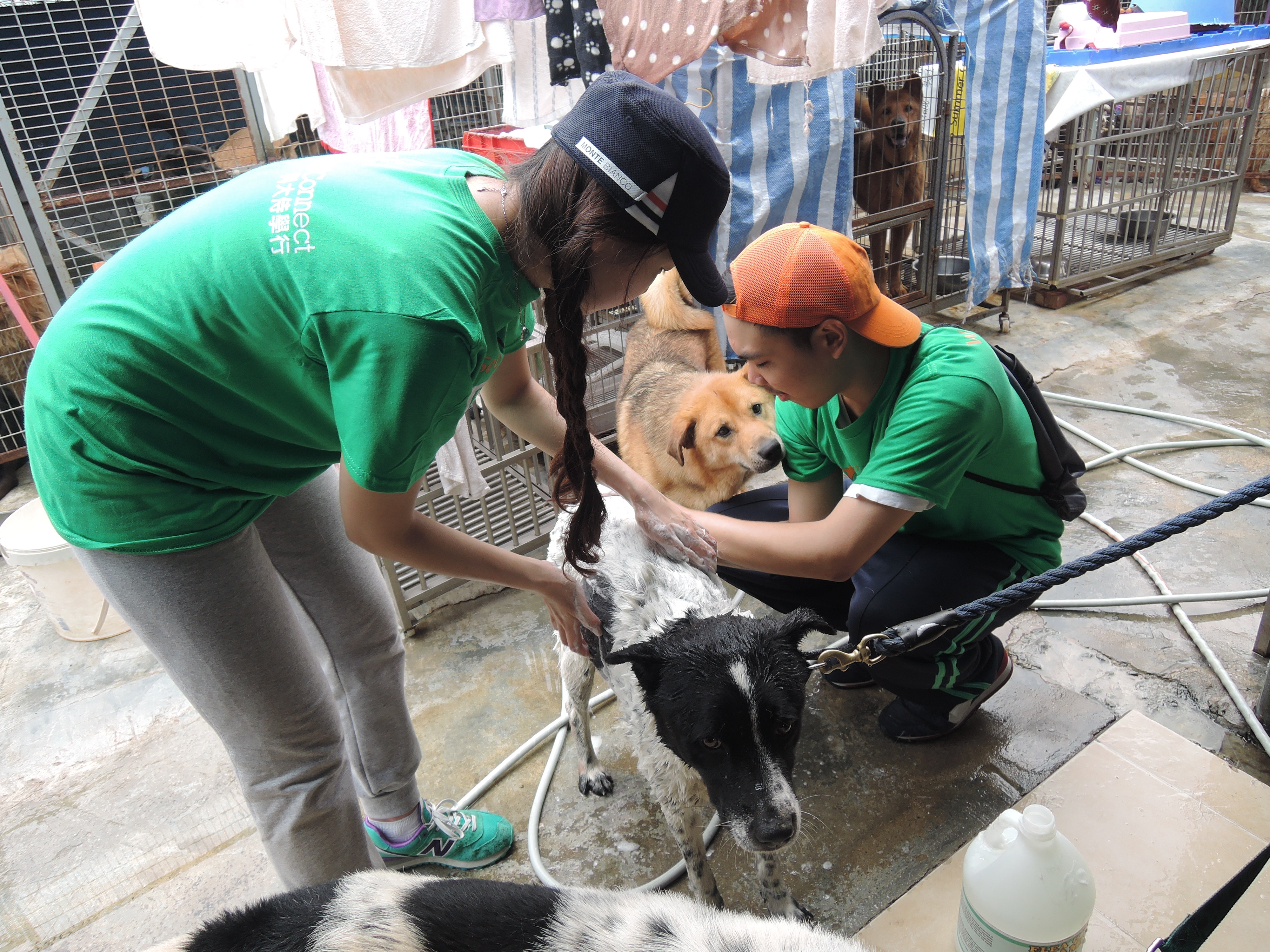 Volunteers giving the dog a bath