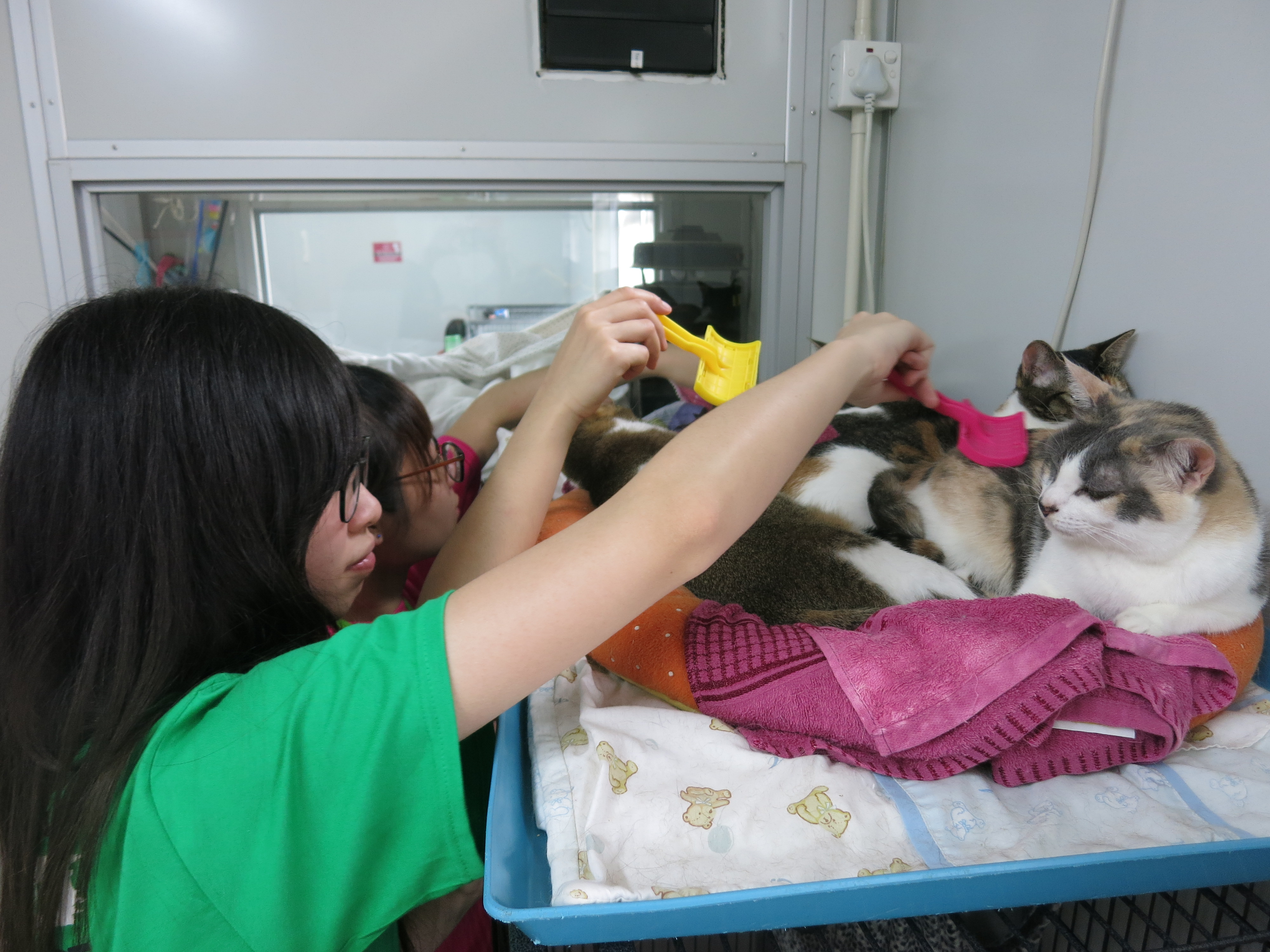 Cats enjoying grooming by volunteers