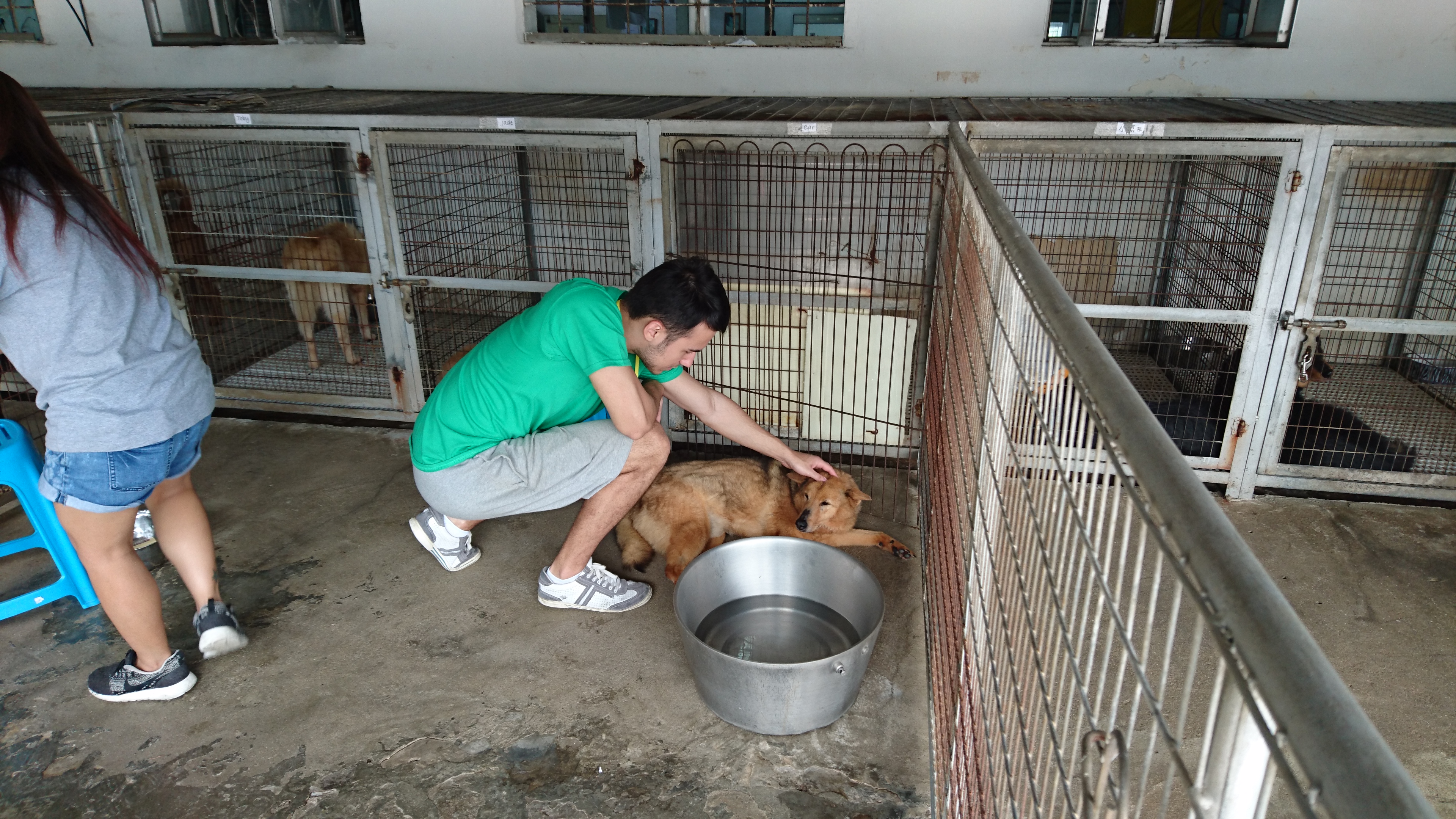 Enjoying the day with the dogs