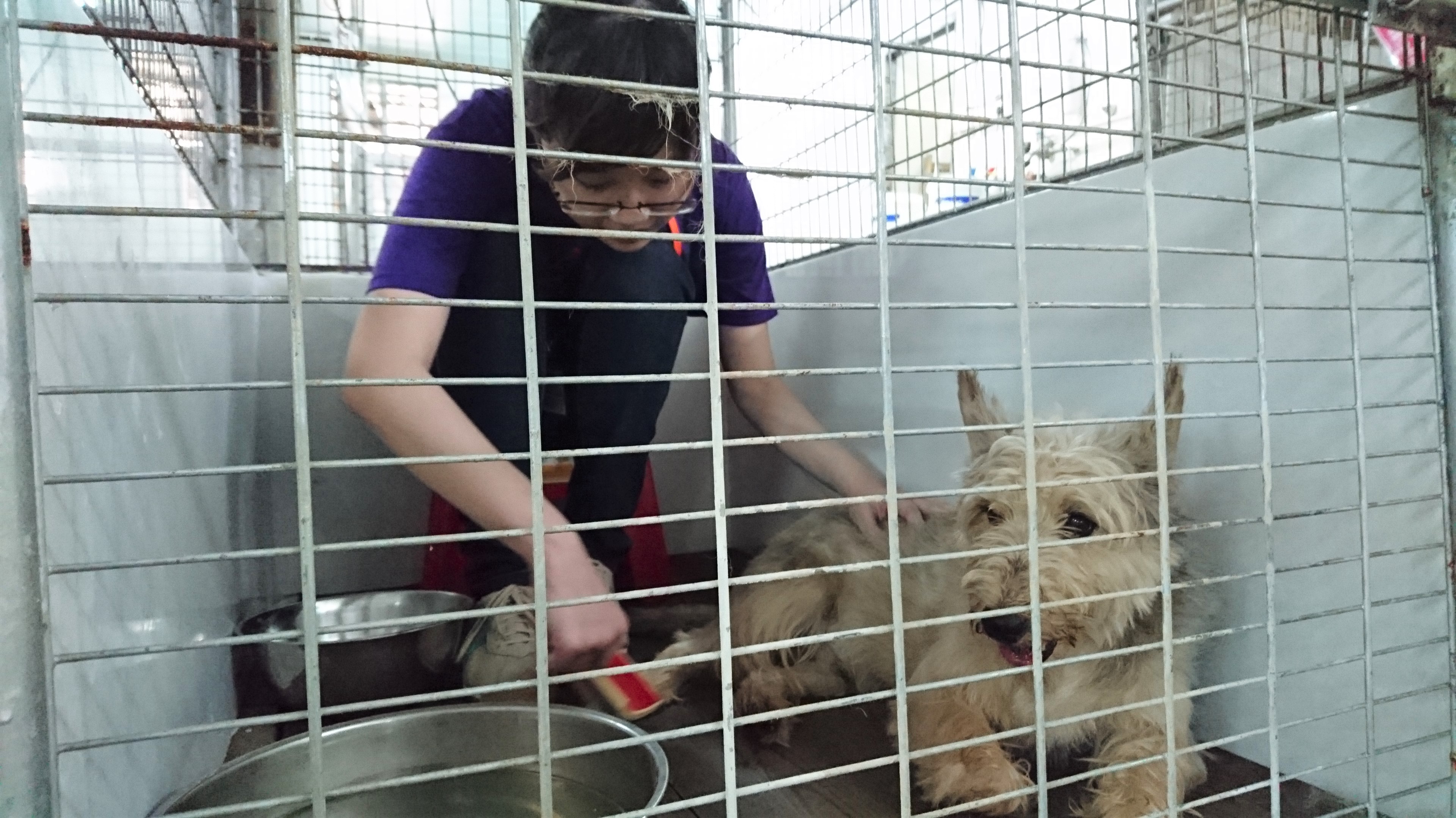 Spending a day with the dogs in kennel