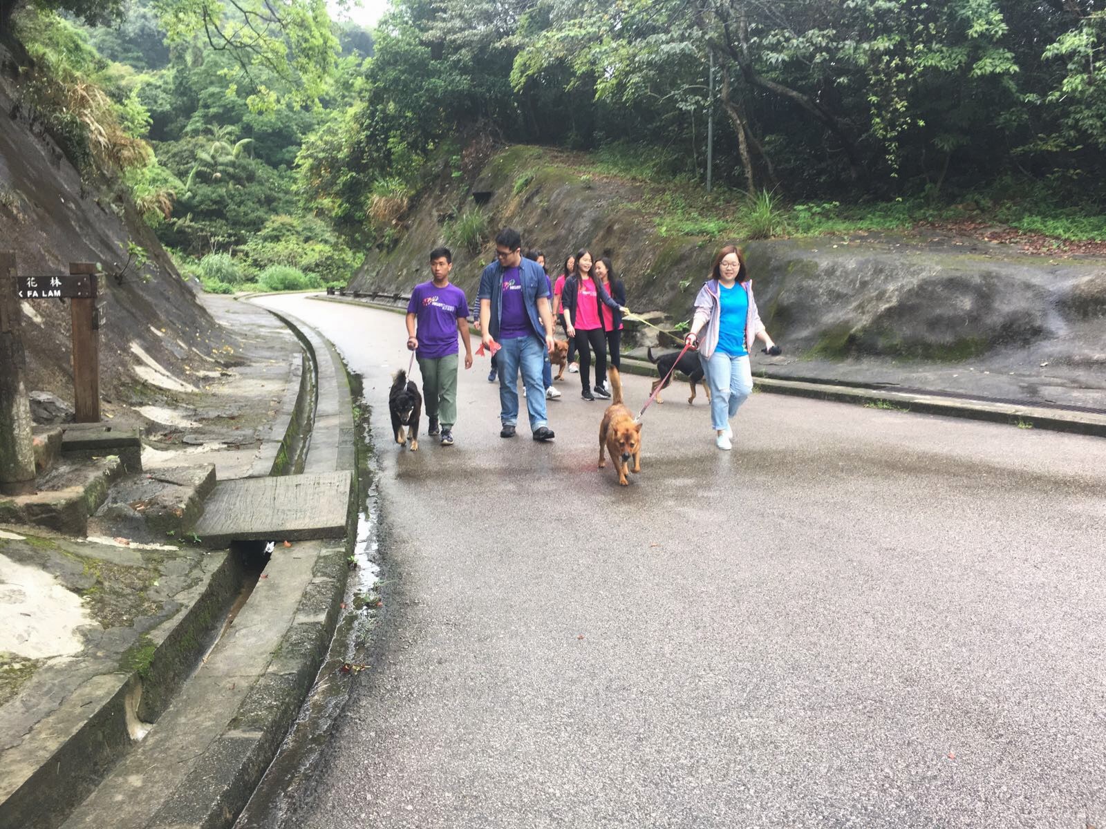 Having a walk with the dogs