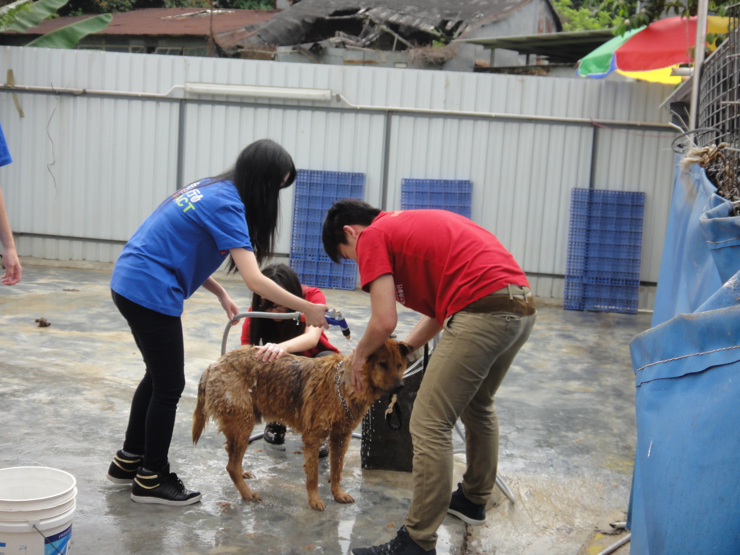 Volunteers giving the dog a bath