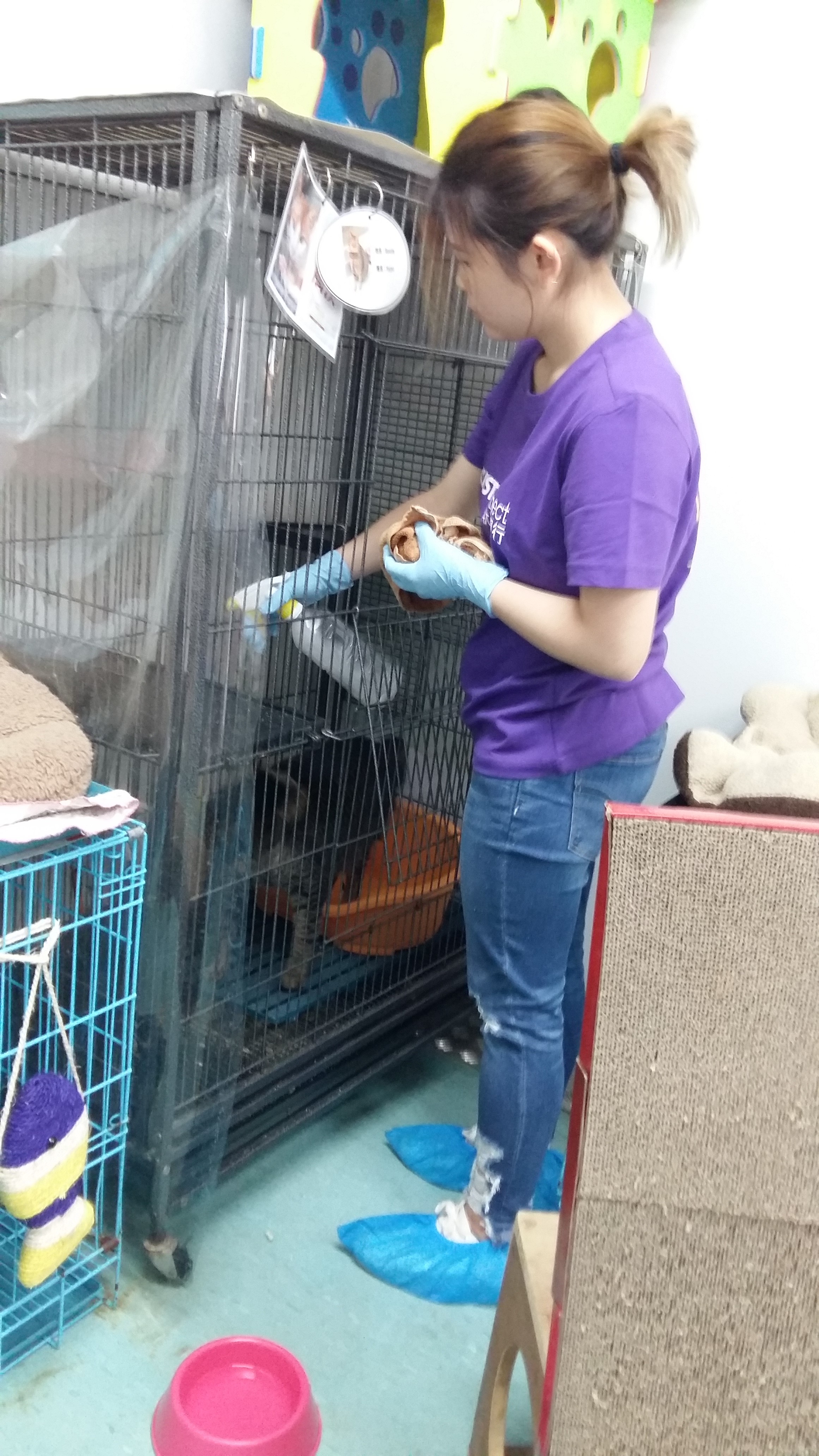 Volunteers cleaning a cat cage.