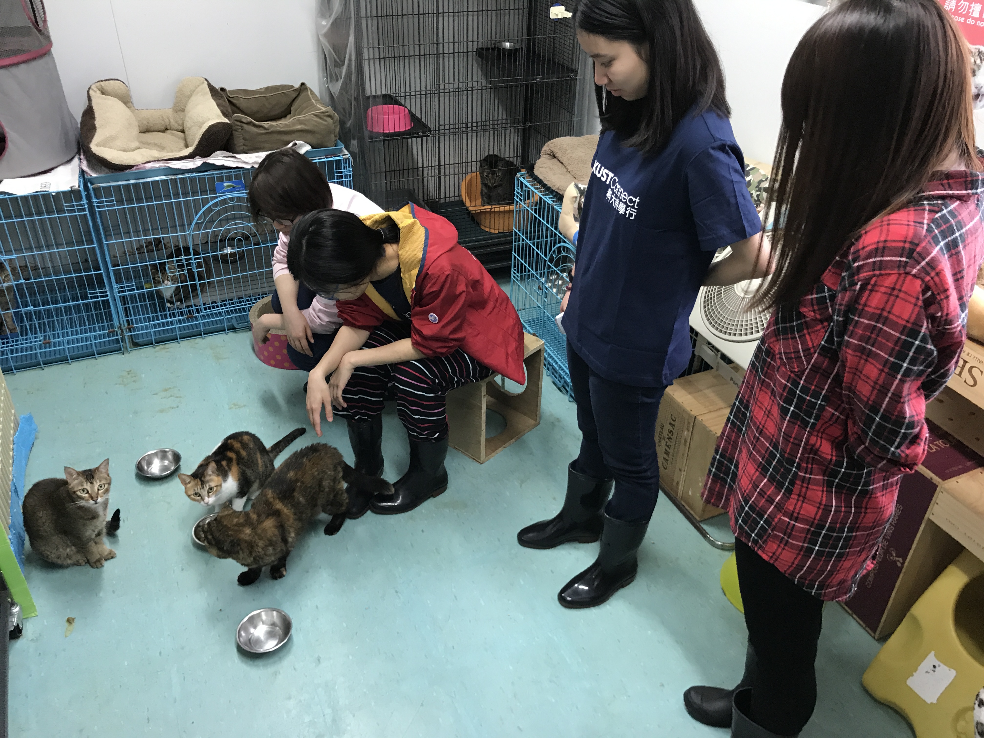 Volunteers feeding cats.