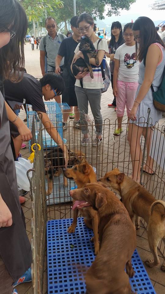 Promoting "Adoption Day" to the public