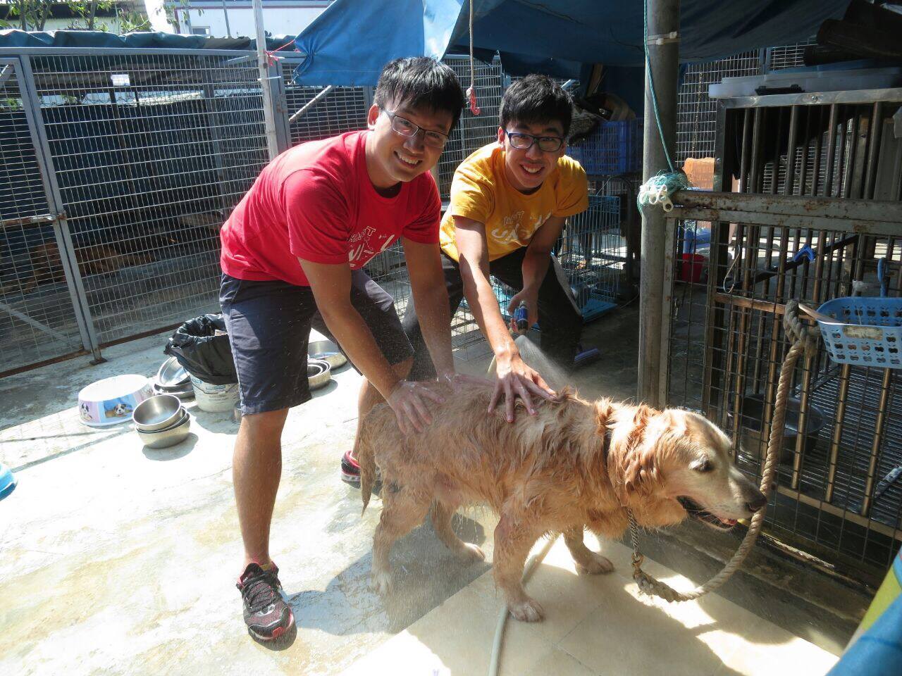 Volunteers cleaning a dog