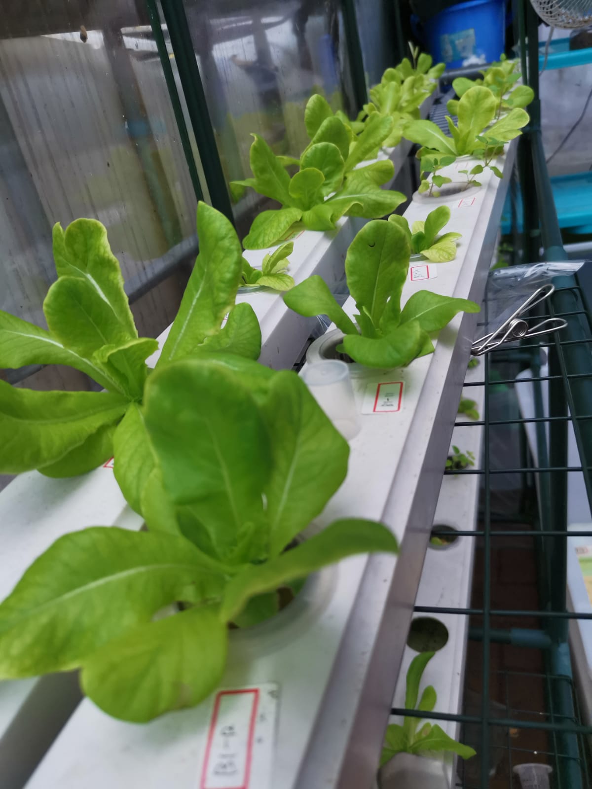 Roman Lettuce