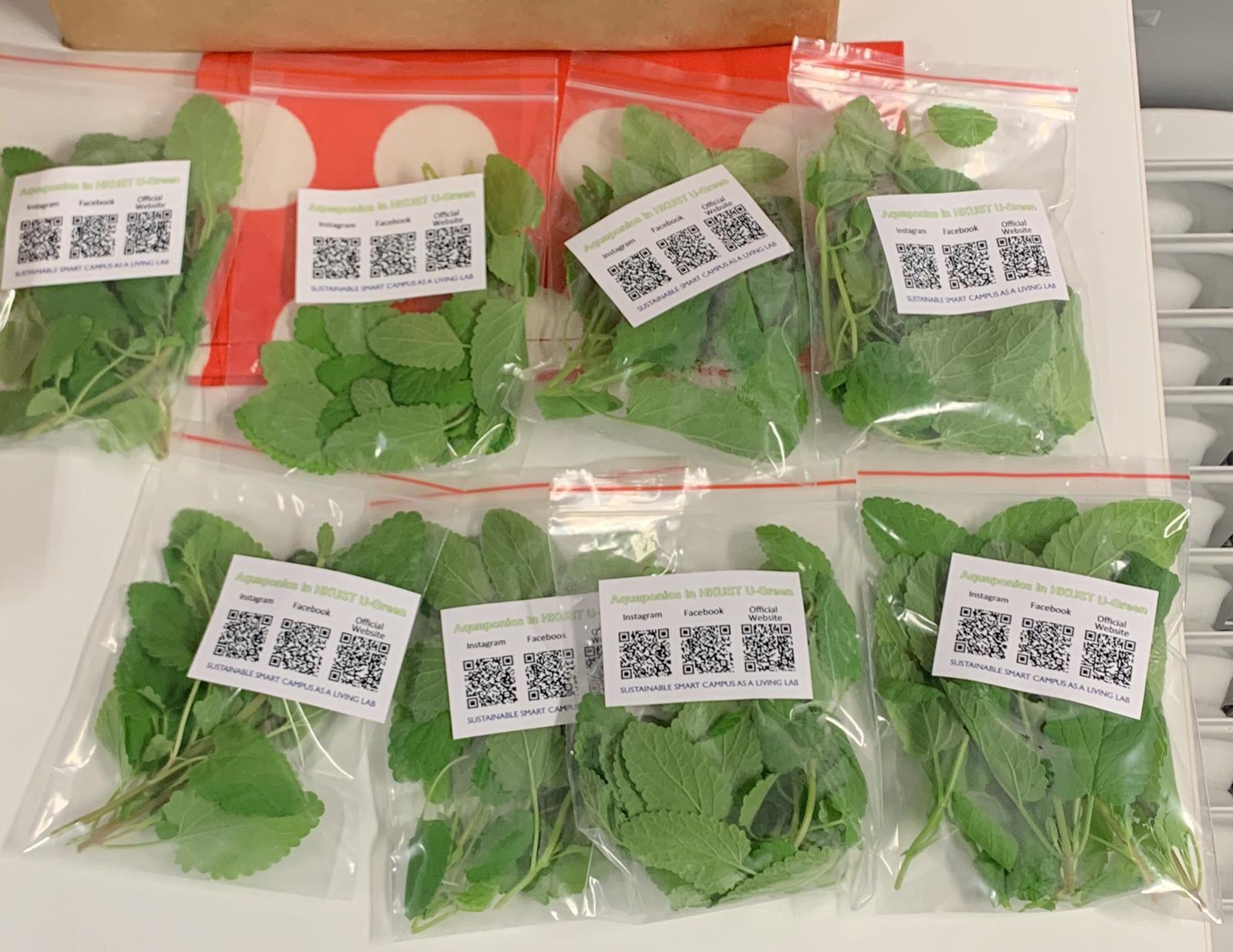 Mint packaged to distribute to the HKUST Community