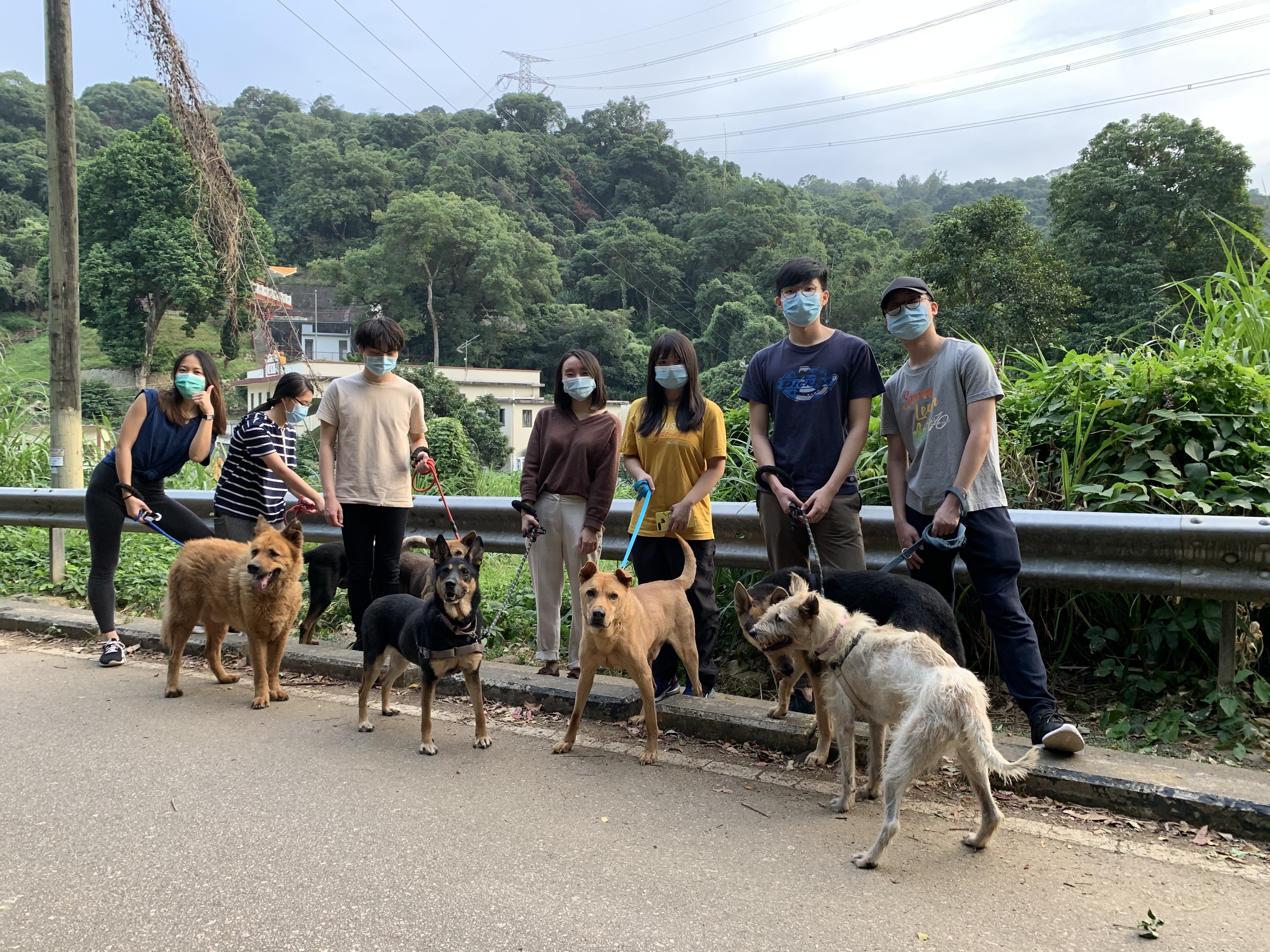 Volunteers walking rescued dogs