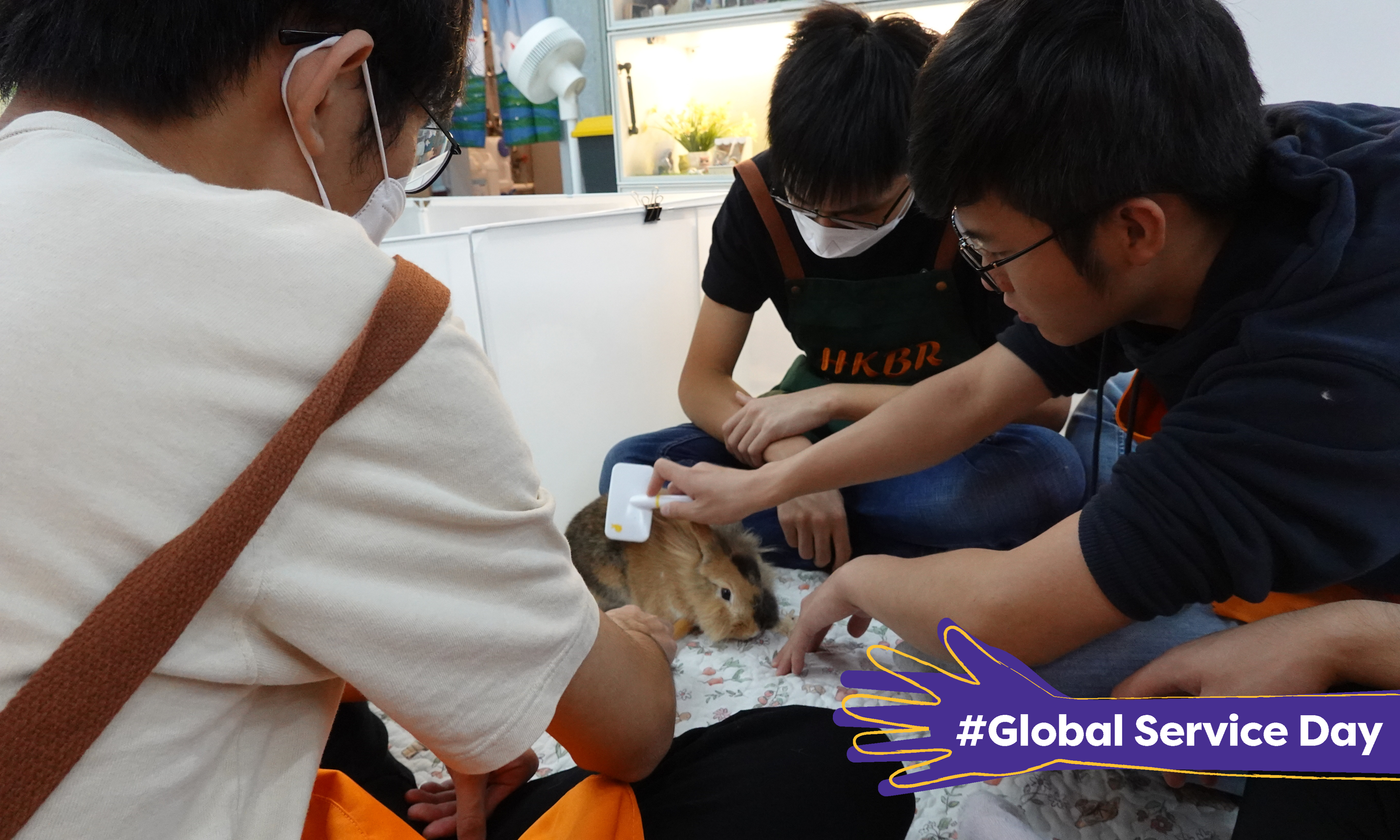 Volunteers brushing the bunny.