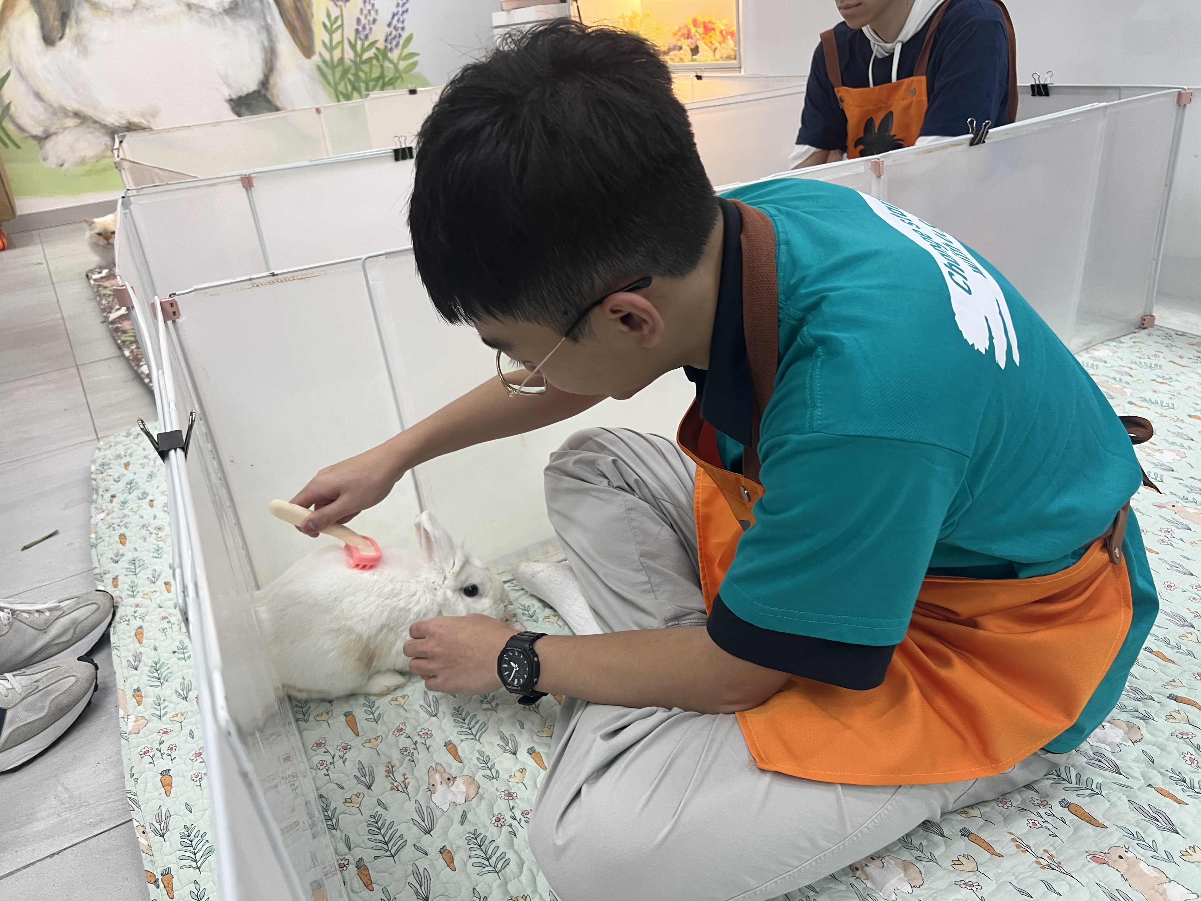 Volunteer brushing a bunny to keep it healthy