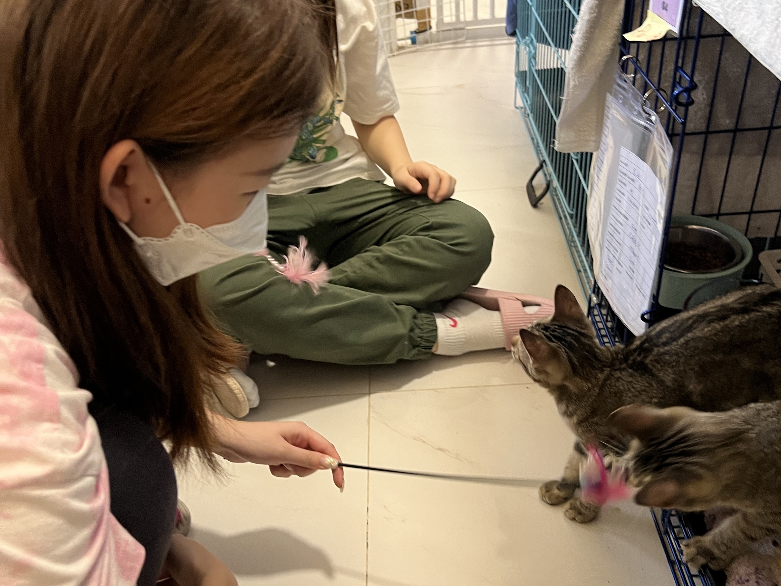 Volunteers playing with the cats.