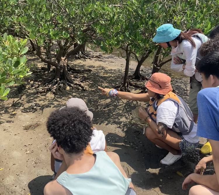 Stay near the mangroves to explore seashore creatures and their habitats