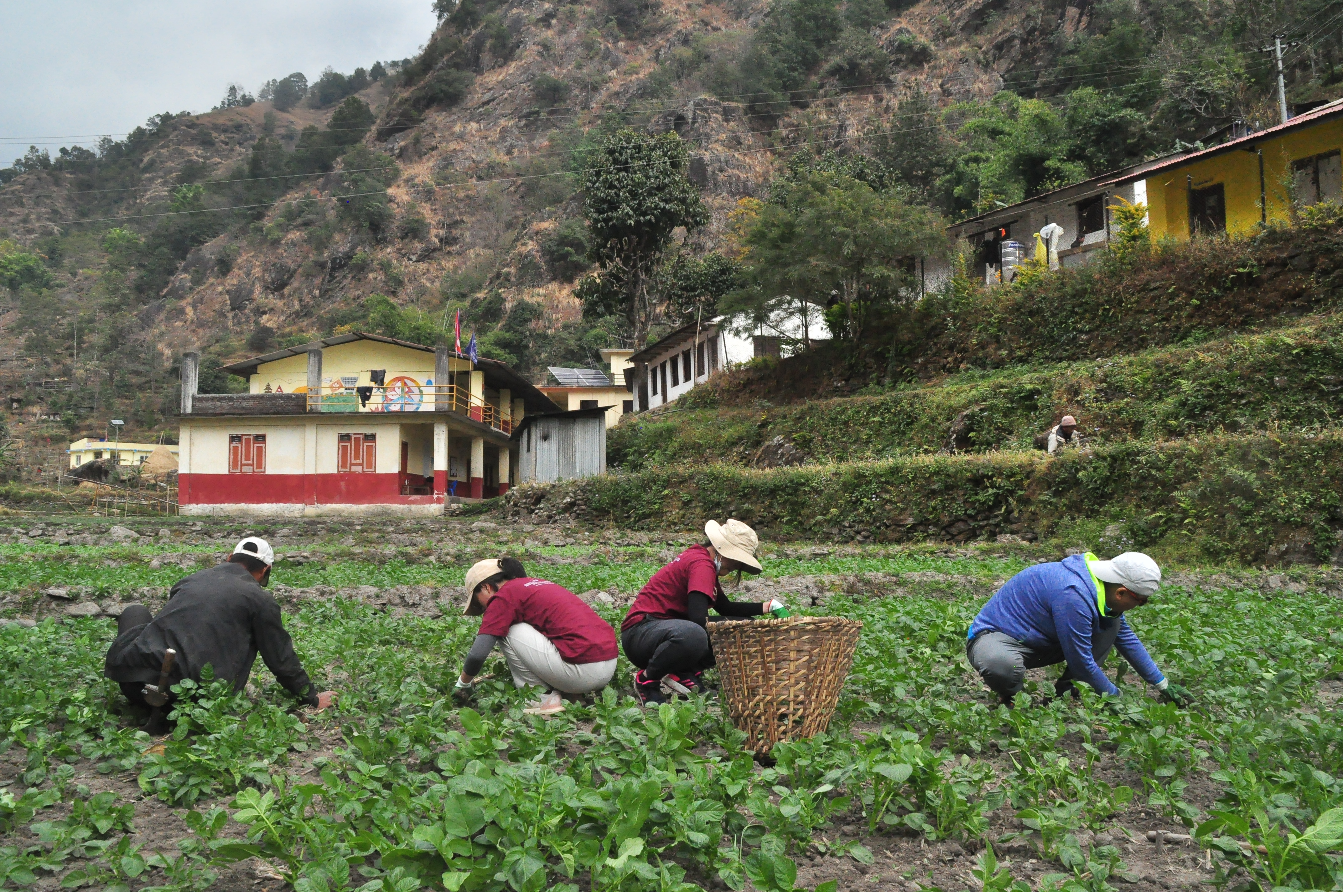Farming with the villagers