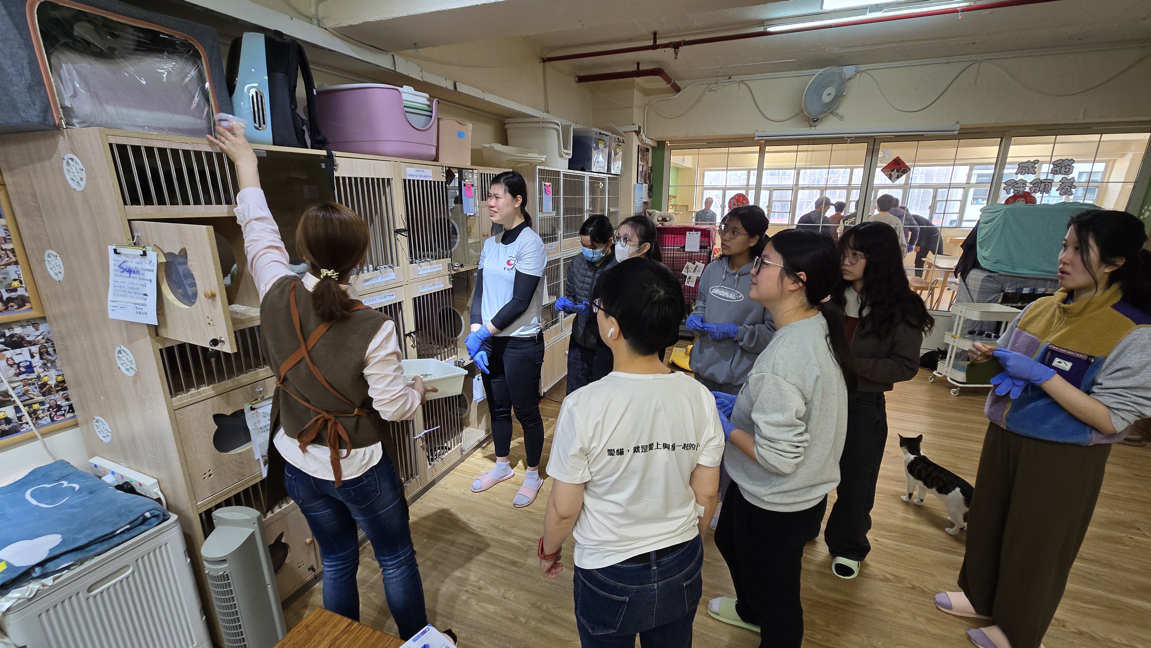 Staff sharing abandoned cat issue in Hong Kong with volunteers