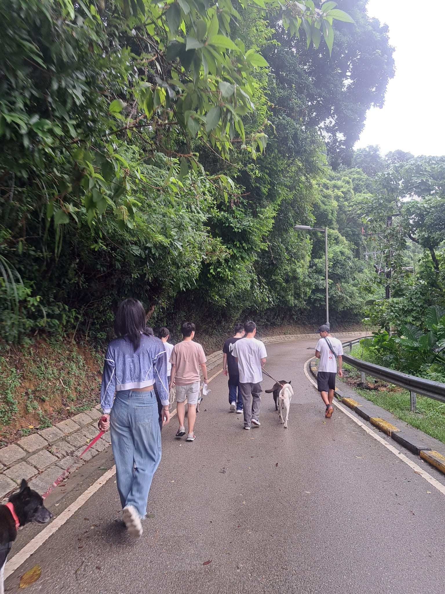 Students taking the dogs on a walk to keep them healthy