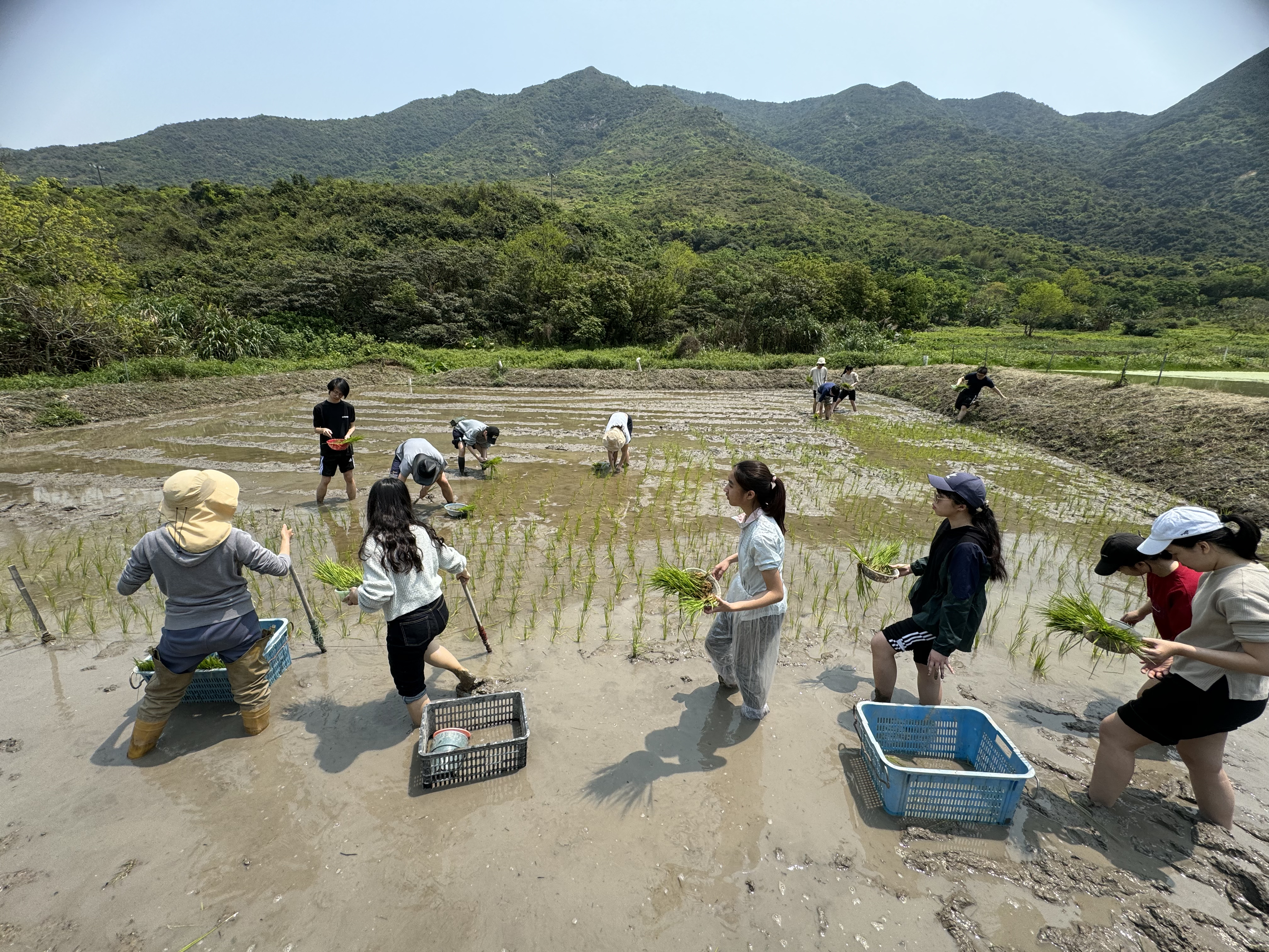 Volunteers planting seedlings in a straight line for optimal growth