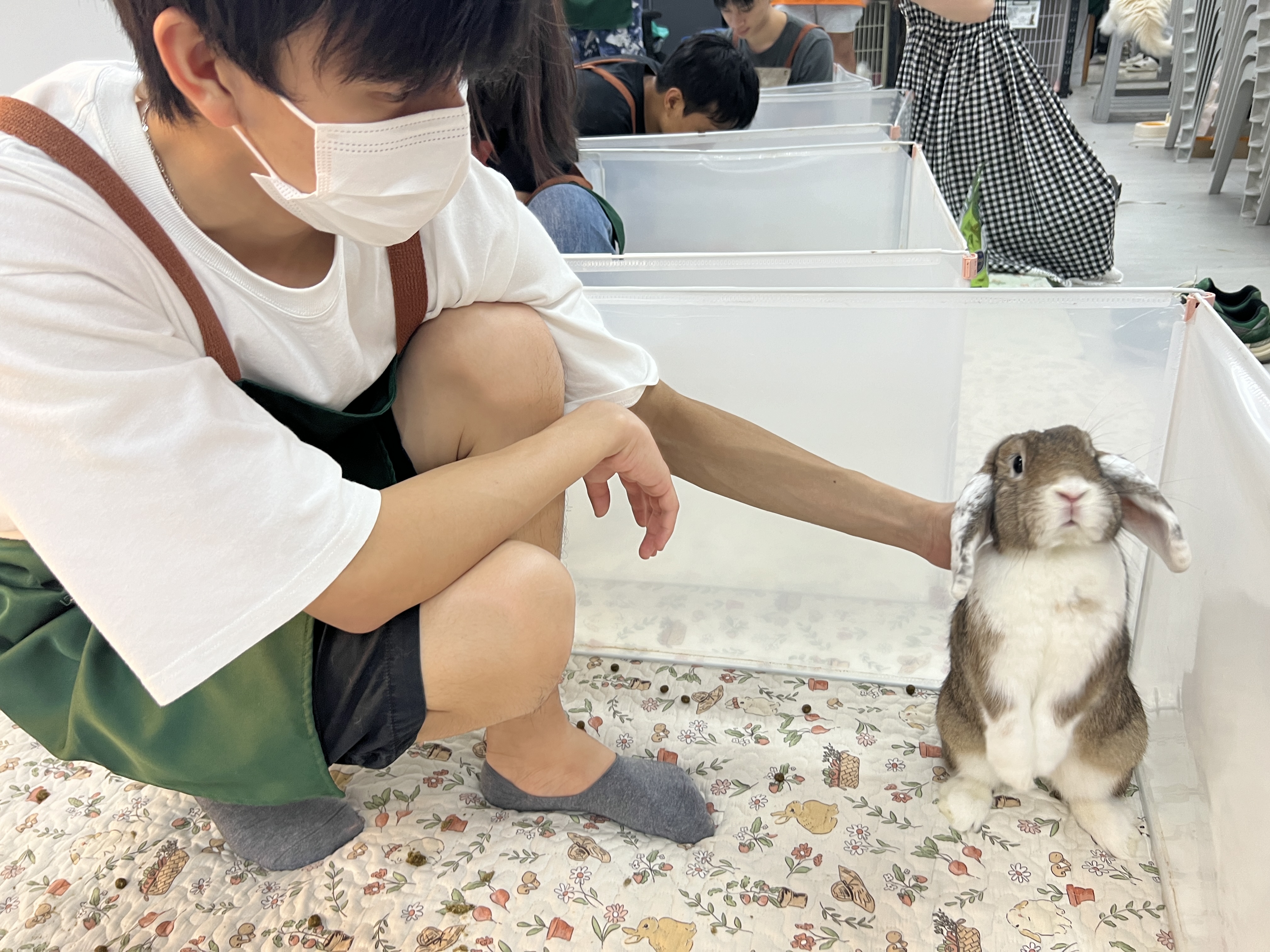 Students petting a bunny