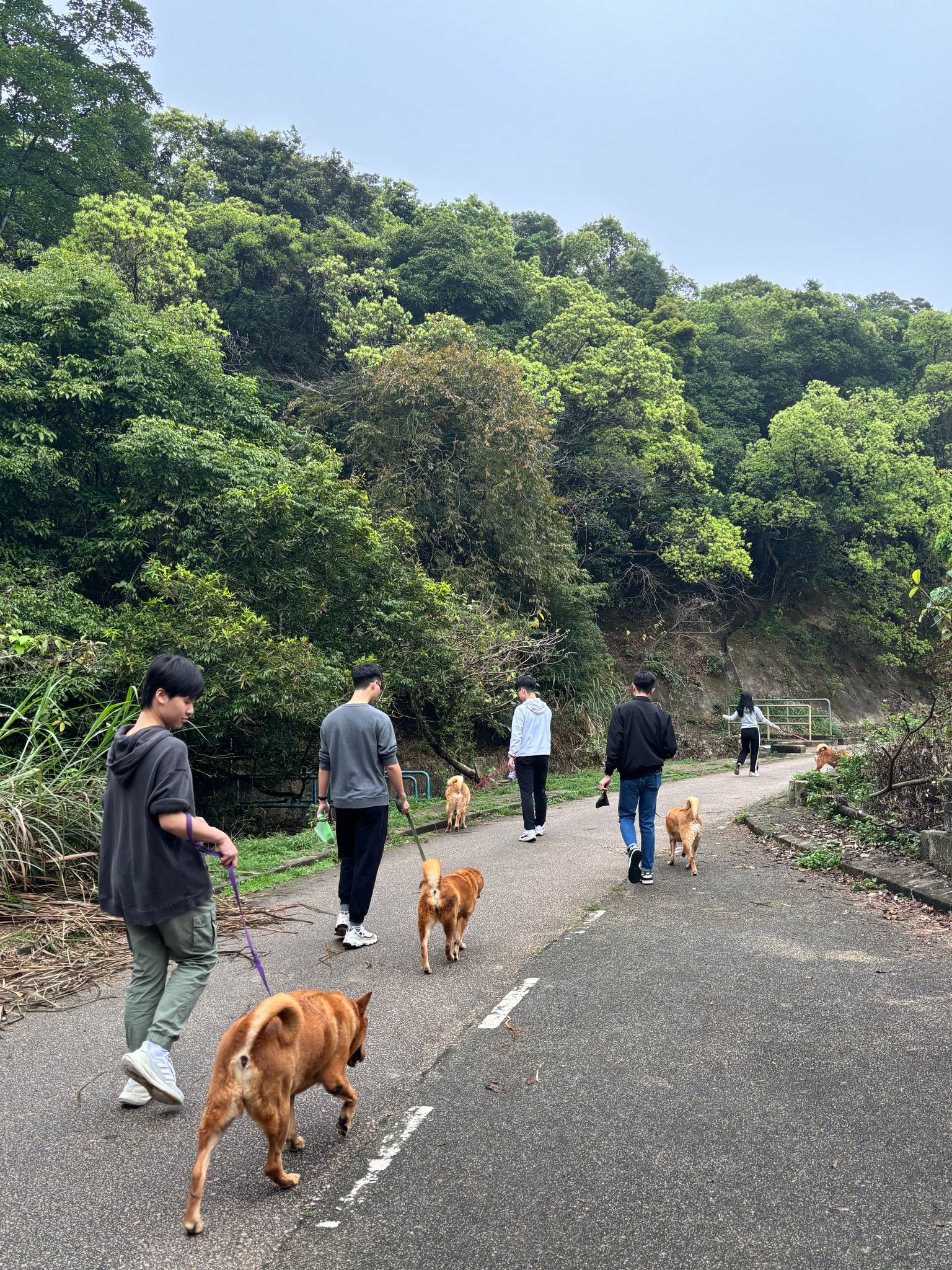 Students taking the rescued dogs on a walk