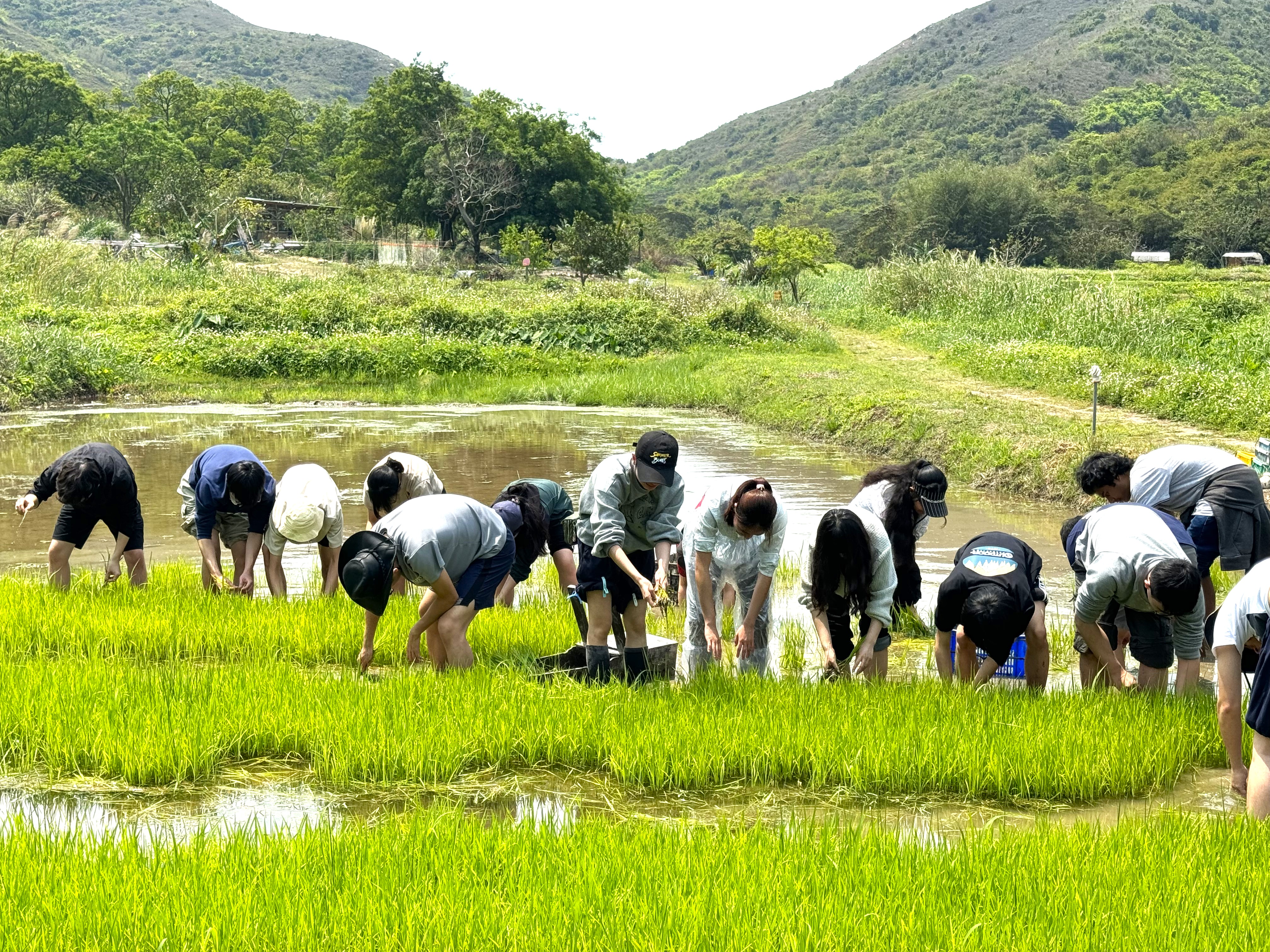 rice planting