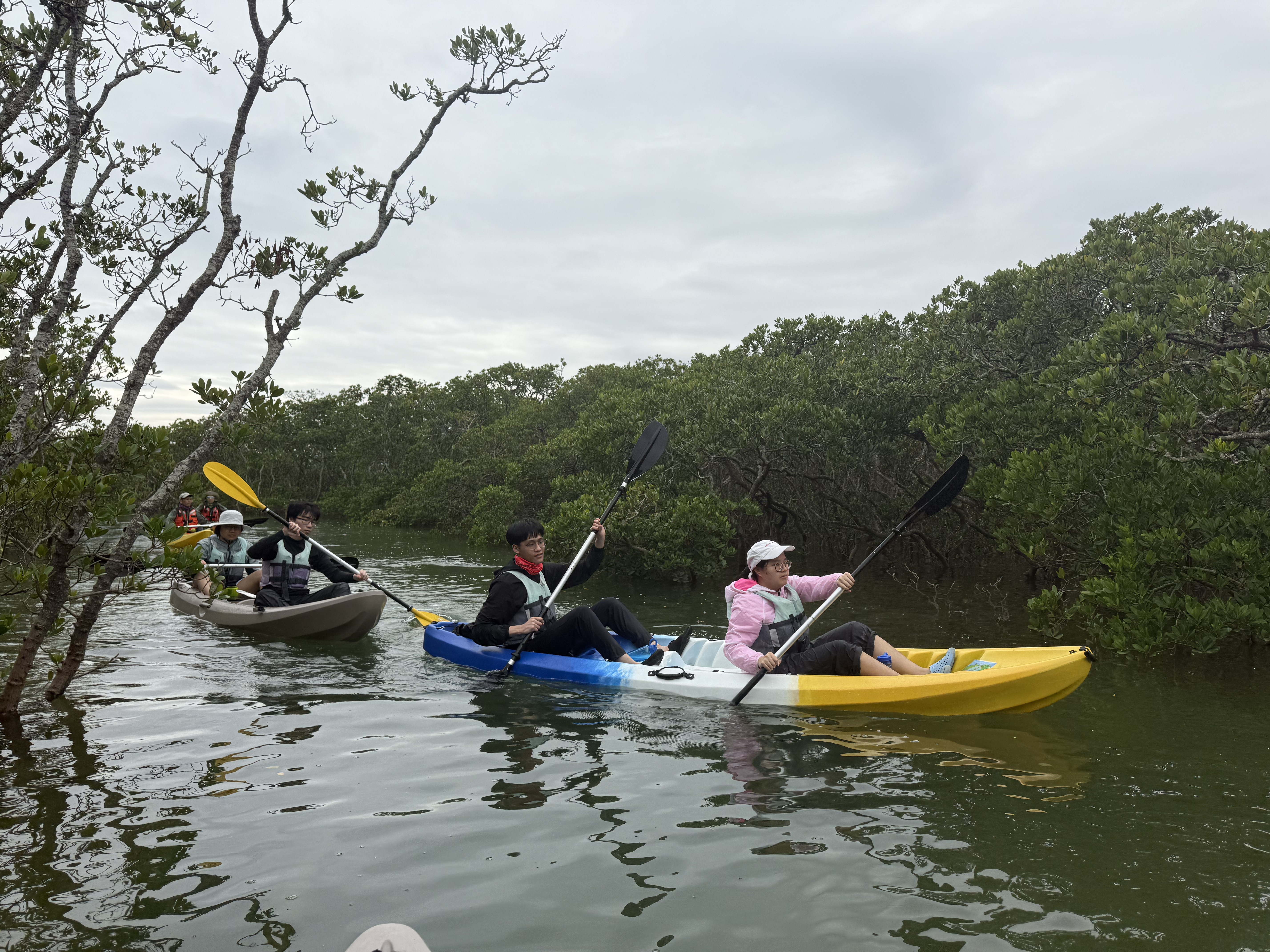 Visiting the mangrove area by paddling kayaks 