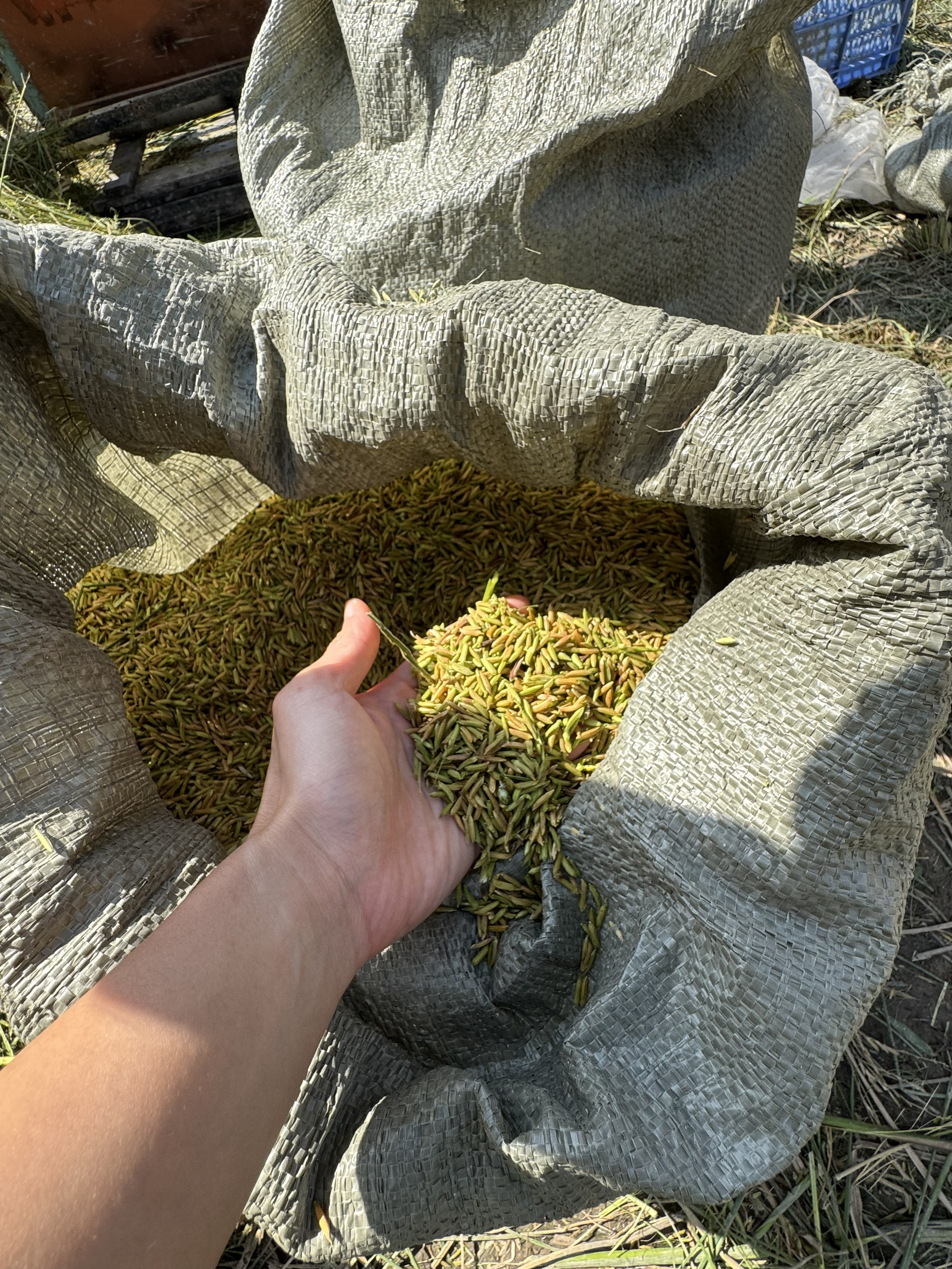 Golden grains 