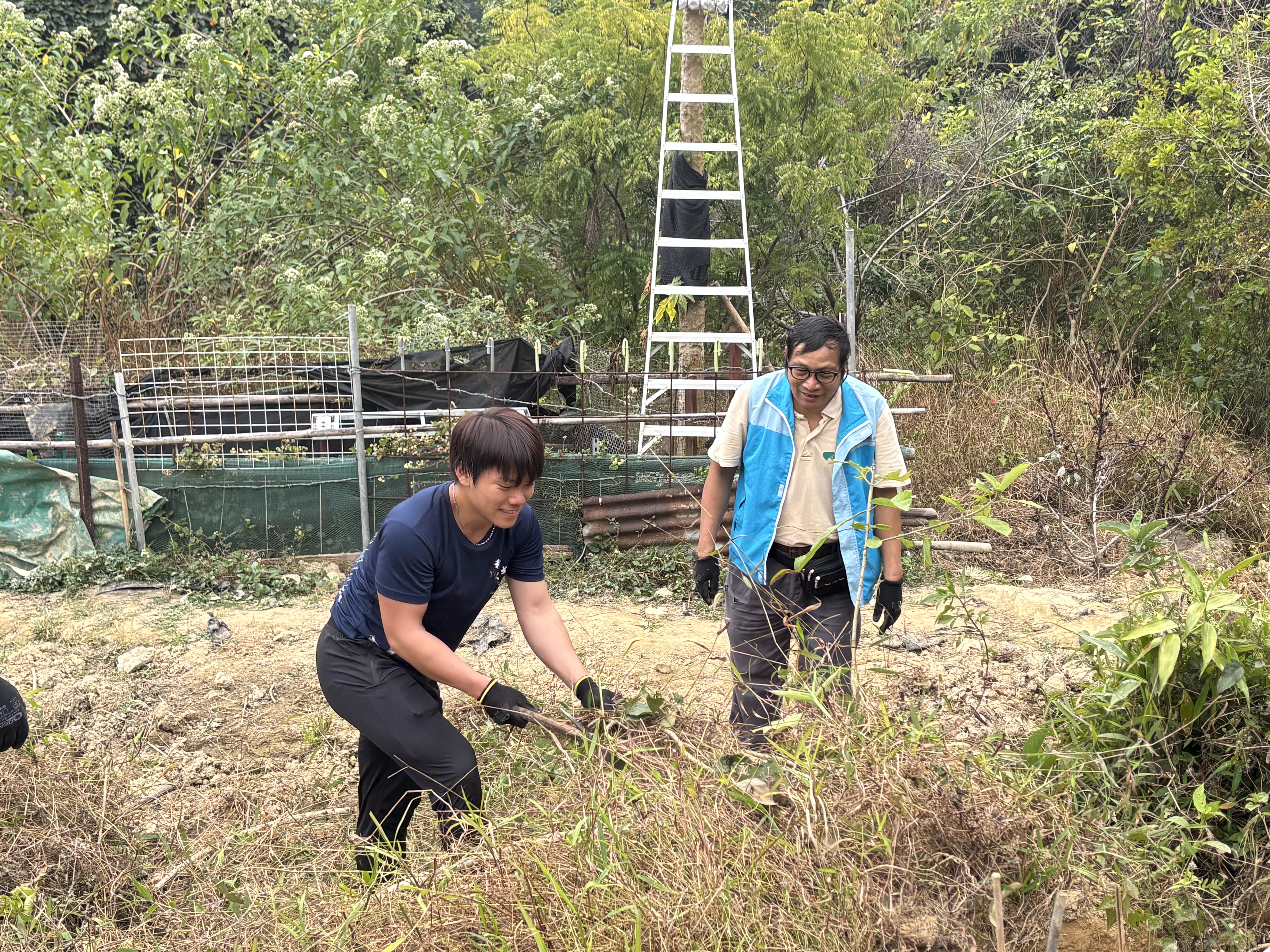 Student removing overgrown weed at Fung Yuen Butterfly Reserve 
