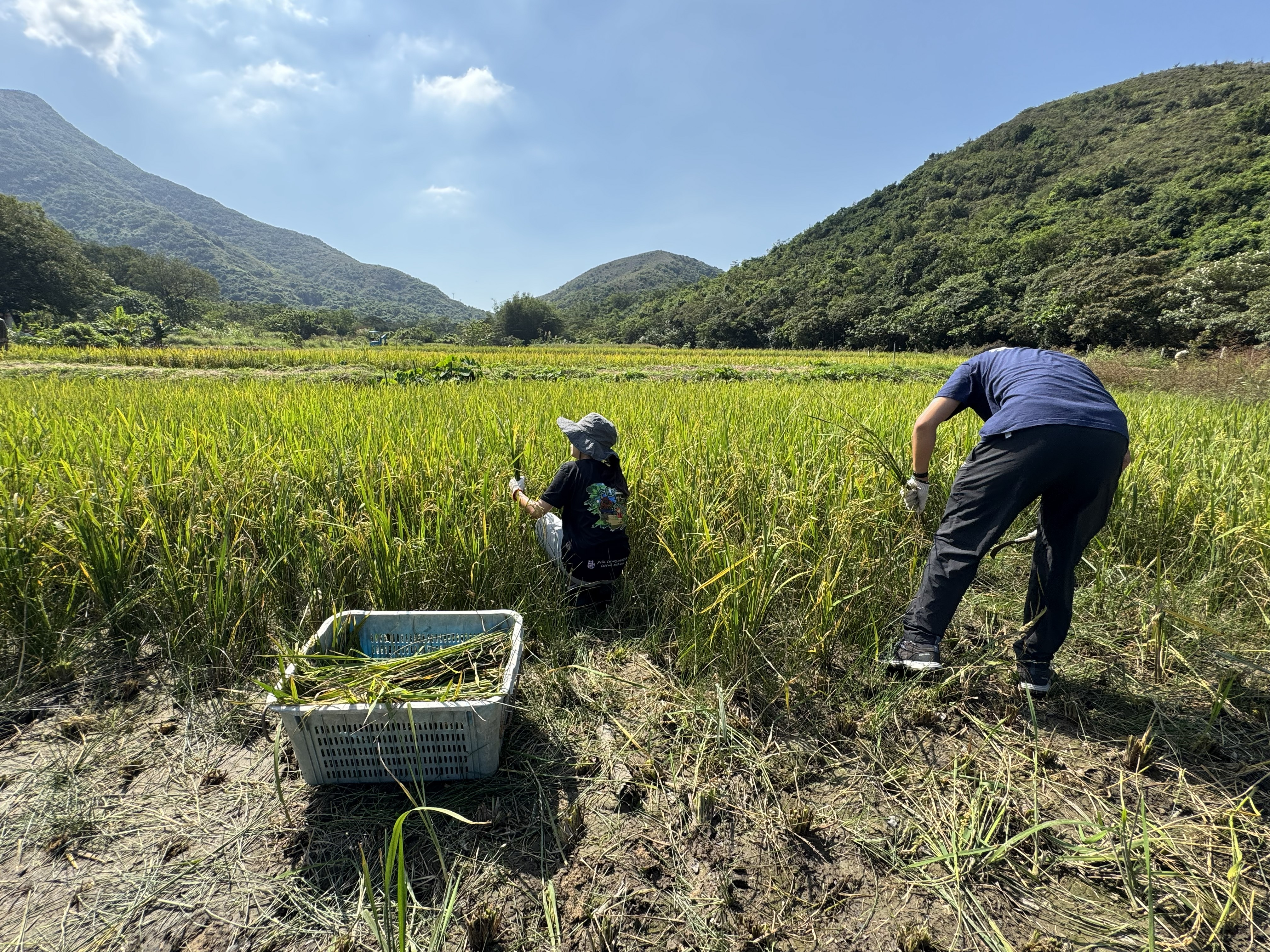 Rice Harvesting 