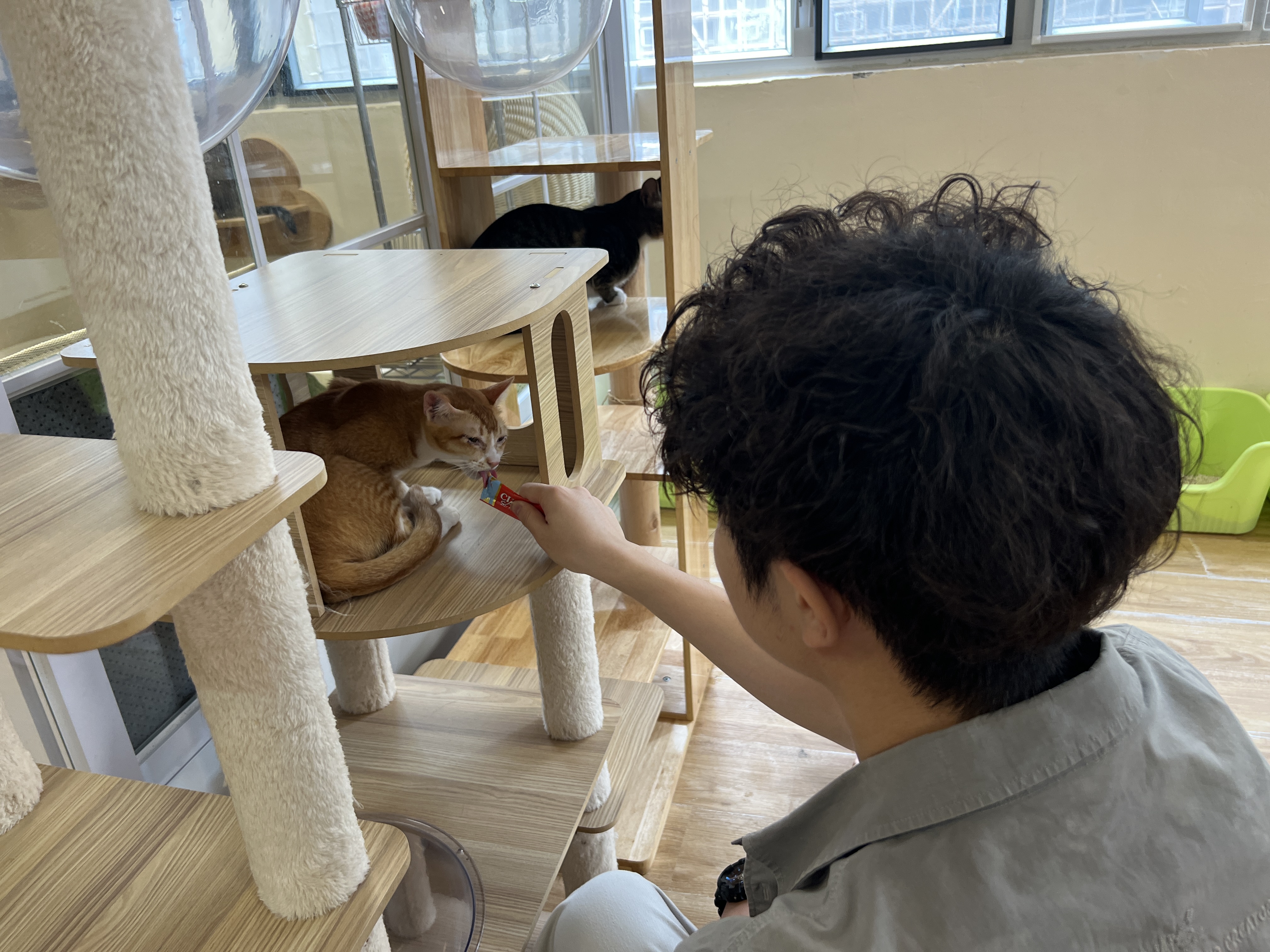 Volunteer offering care and companionship to a shelter cat