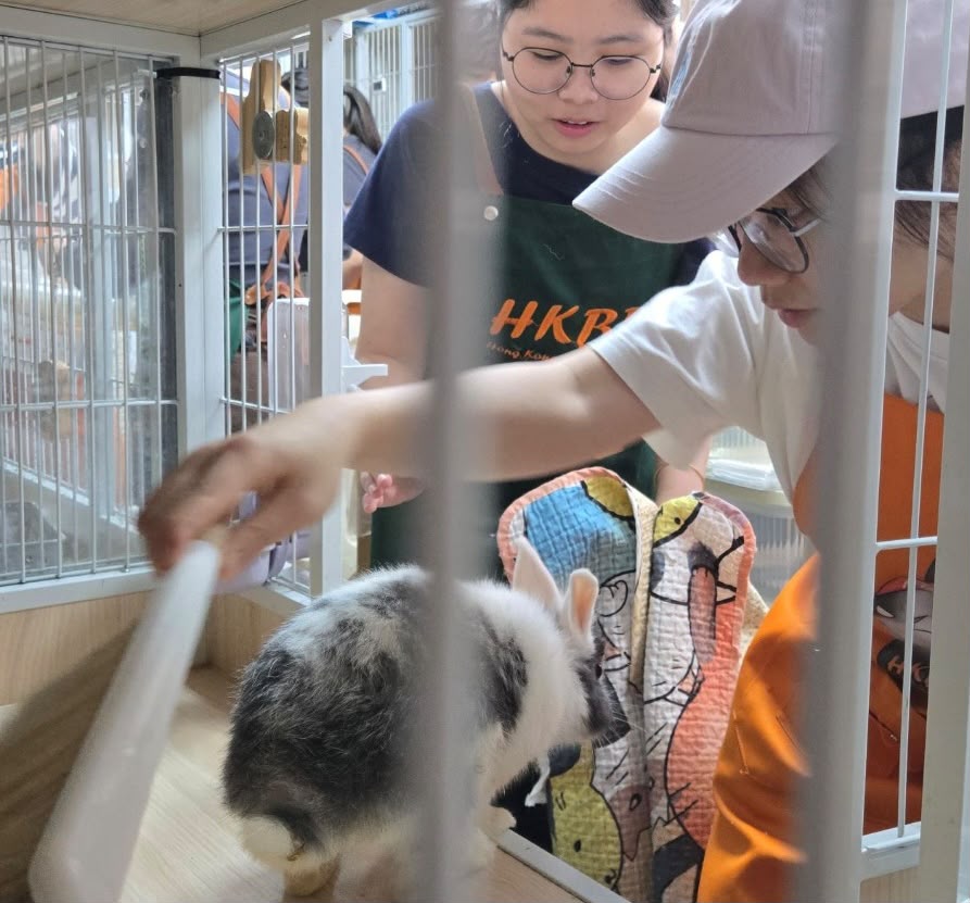 Volunteers cleaning the bunnies' cages 