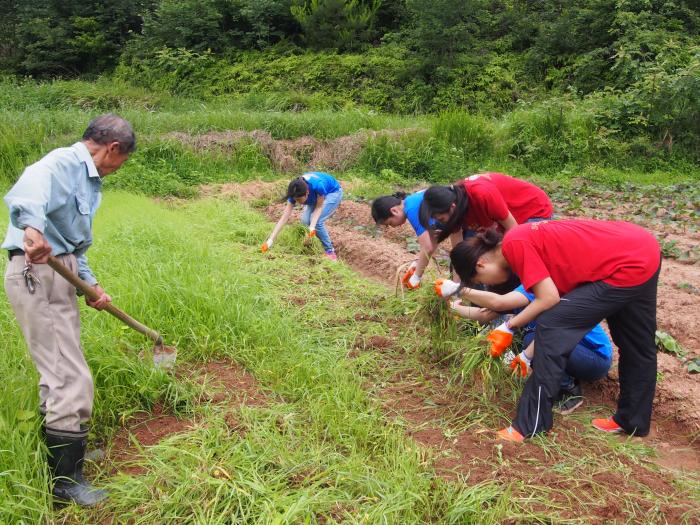 Volunteers learning to farm in an organic farm