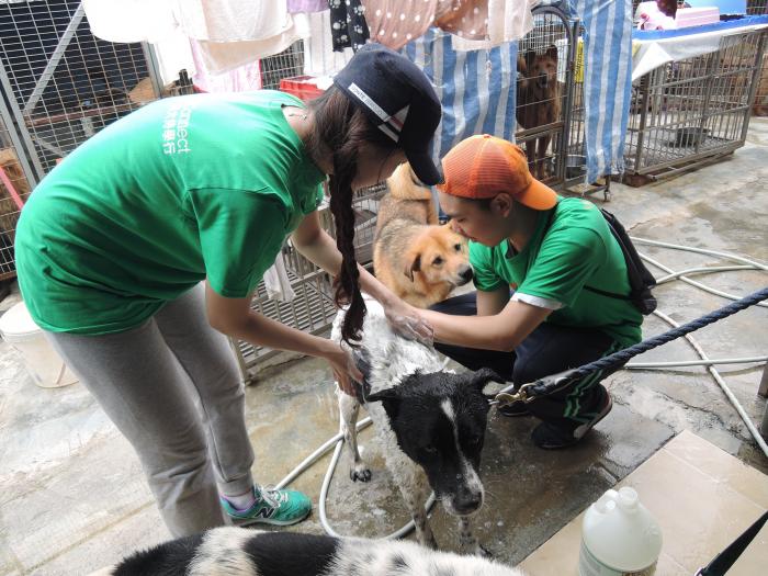 Volunteers giving the dog a bath