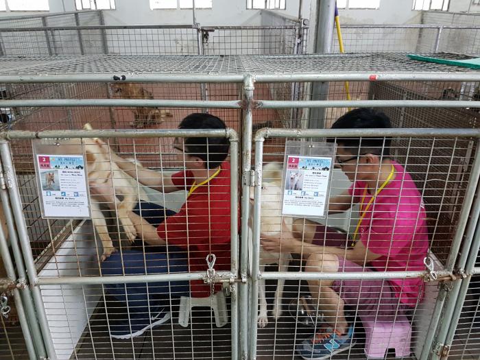 Dogs enjoying grooming by volunteers