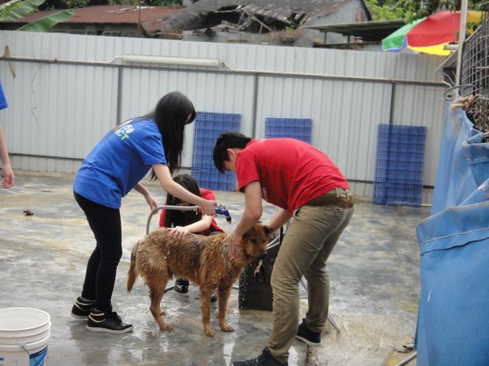 Volunteers giving the dog a bath