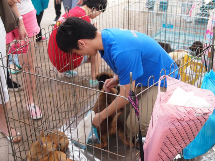 Volunteers giving the dog a bath