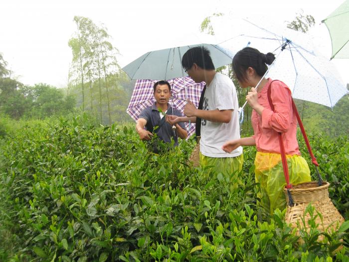 What makes a good pot of tea? Ask them!