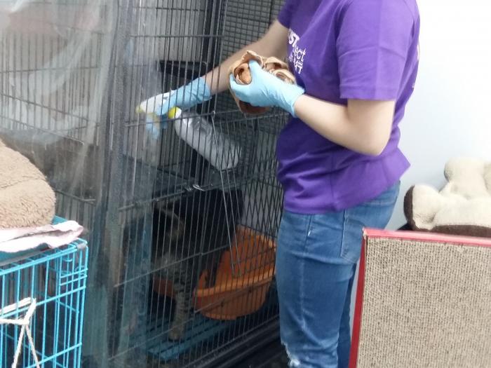 Volunteers cleaning a cat cage.