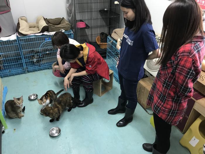 Volunteers feeding cats.