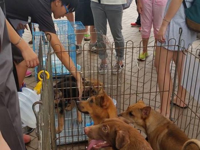 Promoting "Adoption Day" to the public