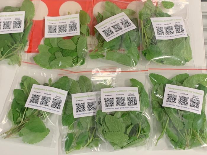 Mint packaged to distribute to the HKUST Community