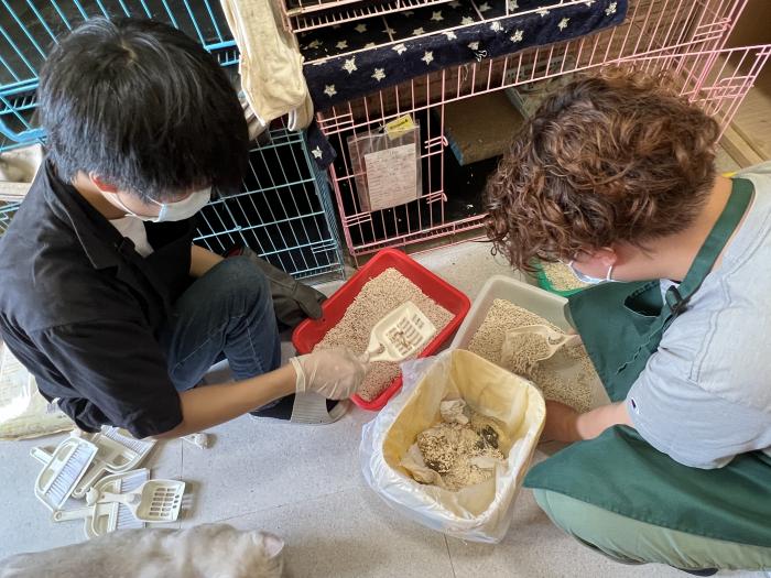 Volunteers cleaning litter boxes.