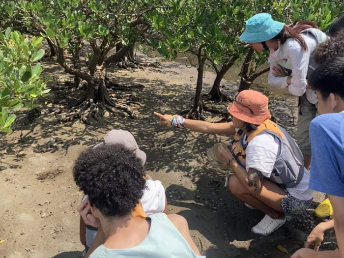 Stay near the mangroves to explore seashore creatures and their habitats