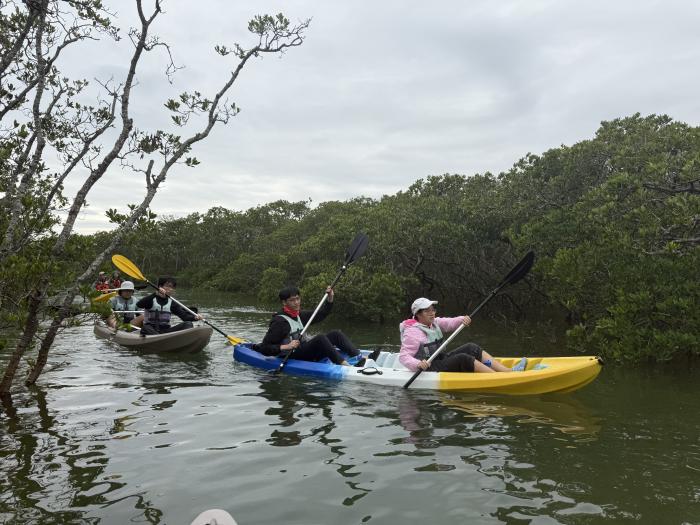 Visiting the mangrove area by paddling kayaks 