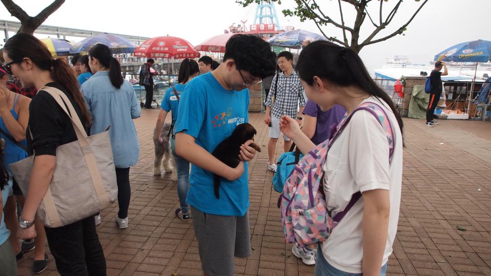 Volunteers promoting pet adoption on the street
