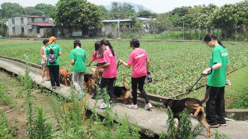 Volunteers having a walk with the dogs
