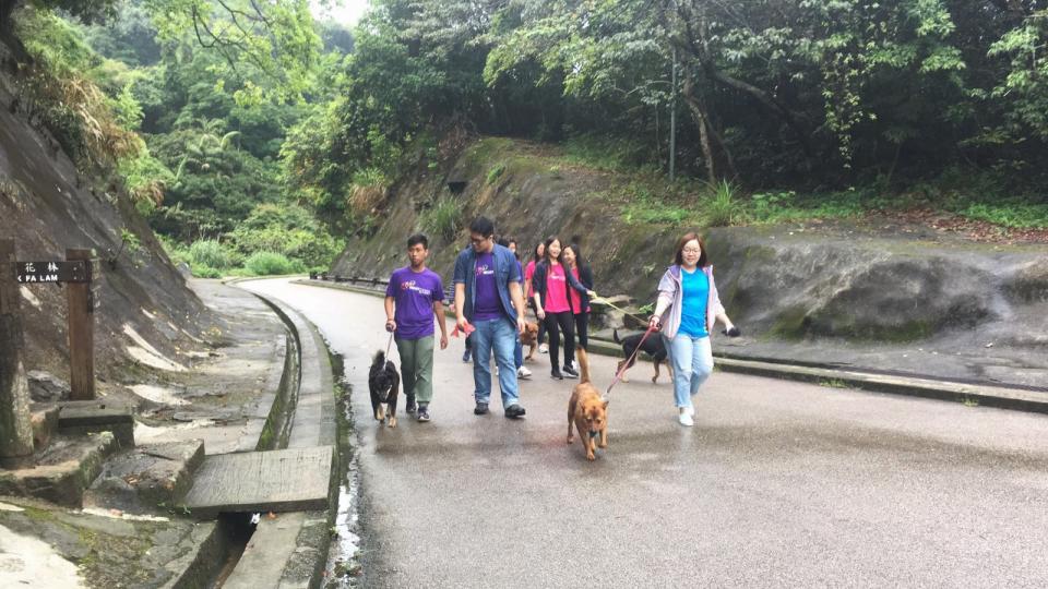 Having a walk with the dogs