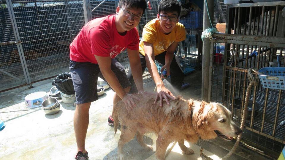 Volunteers cleaning a dog